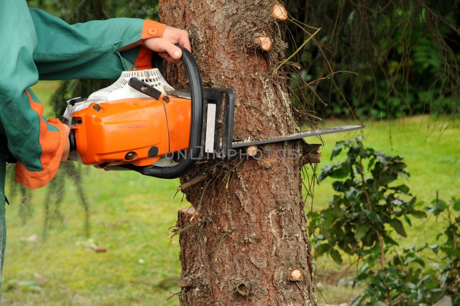 Tree felling
