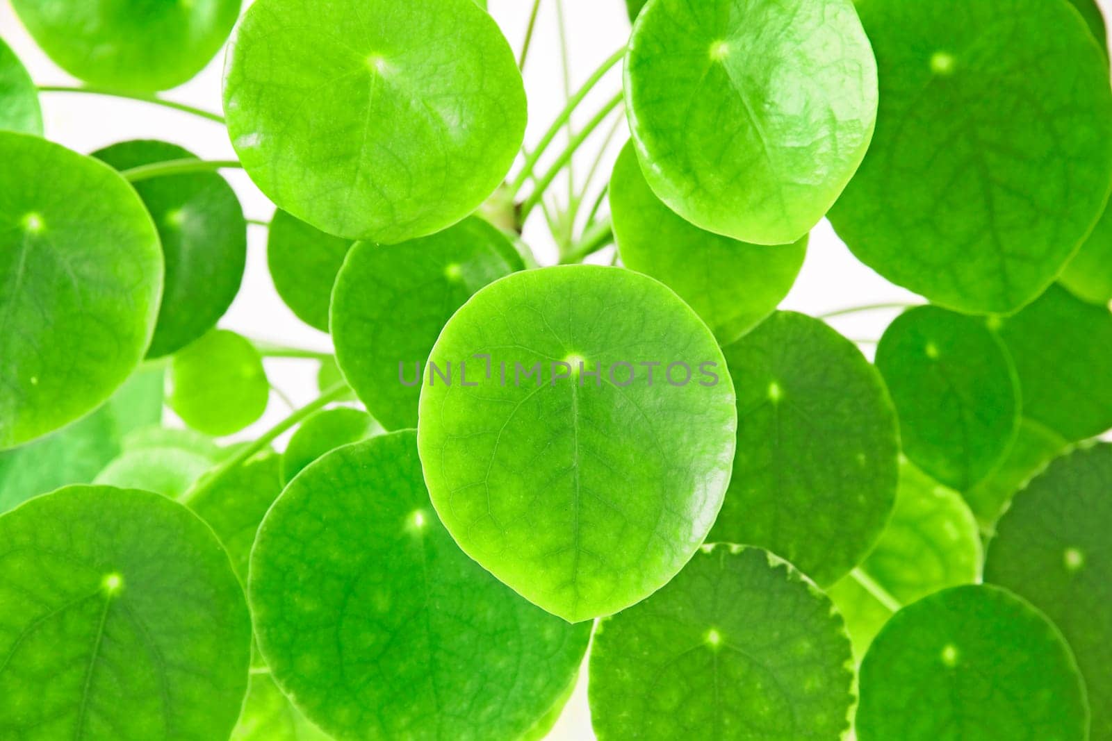 round green leaves with light dot in the middle