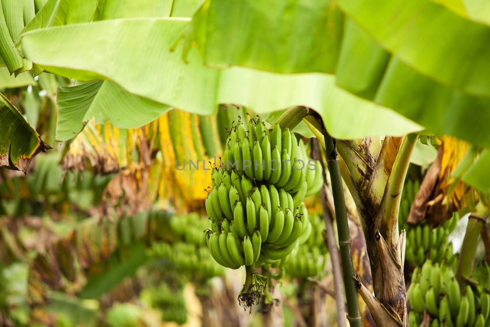 Bananas on the tree,agricultural plantation in Asia