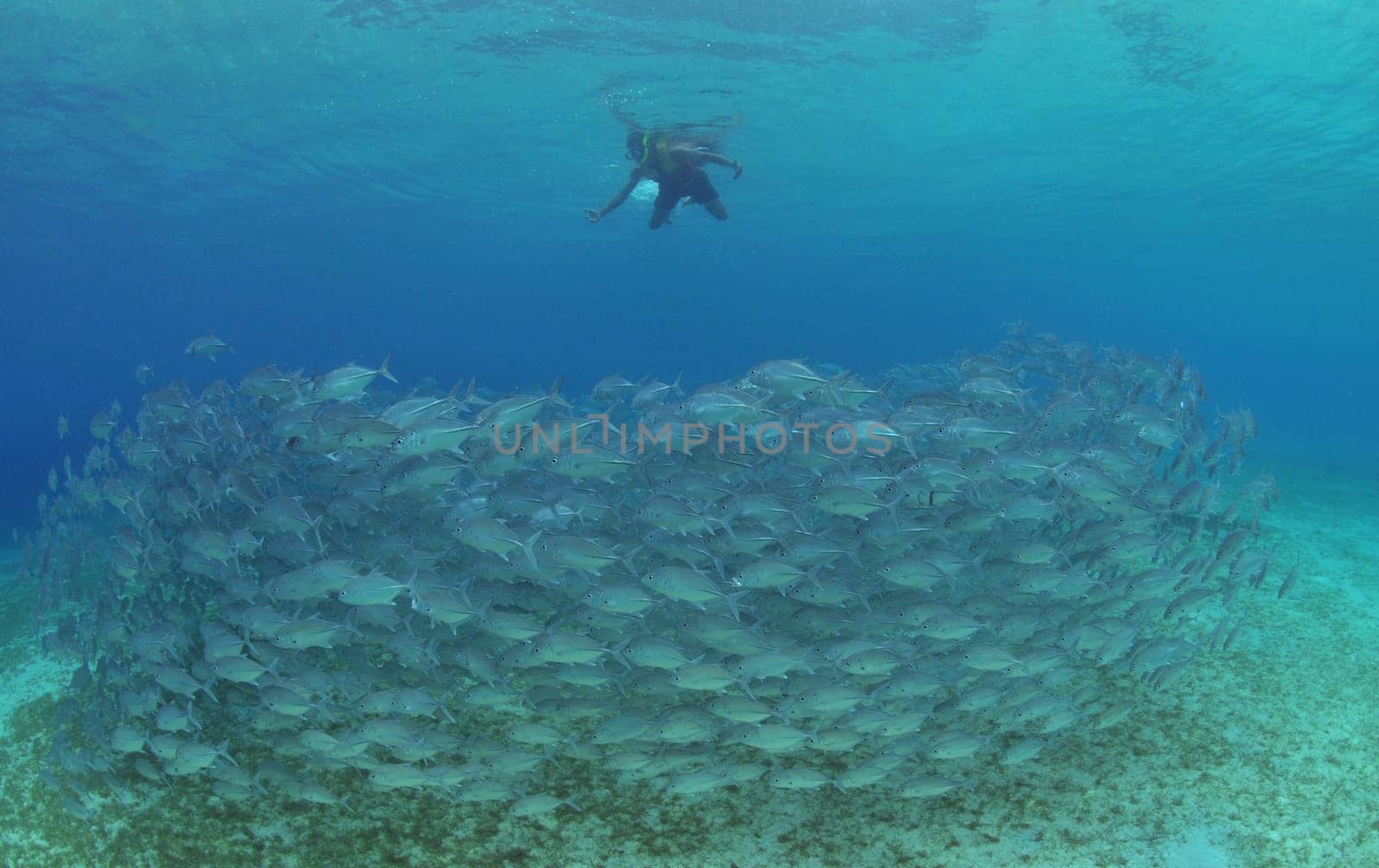 snorkeling with mackerel