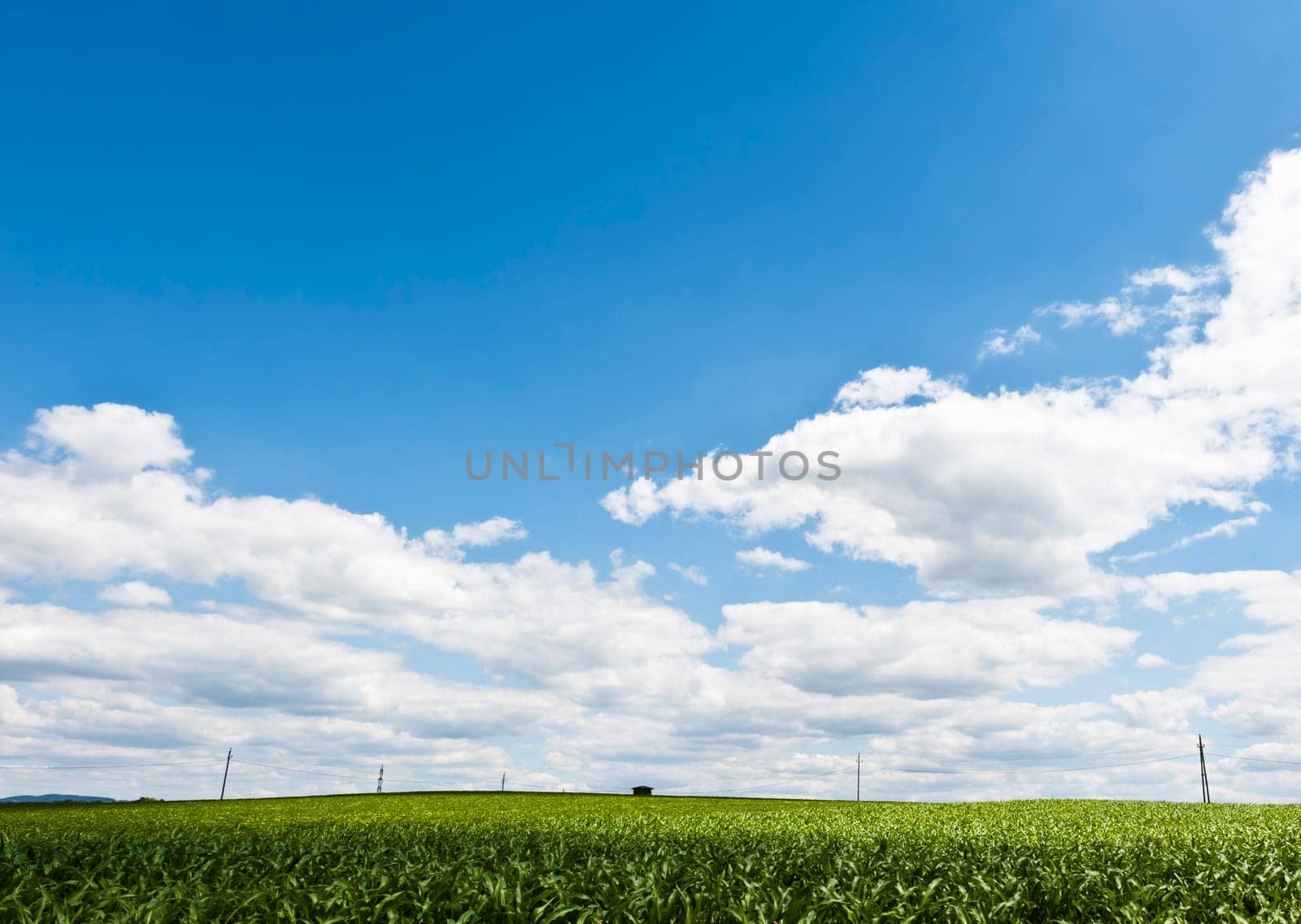 Power line on a field with low horizont