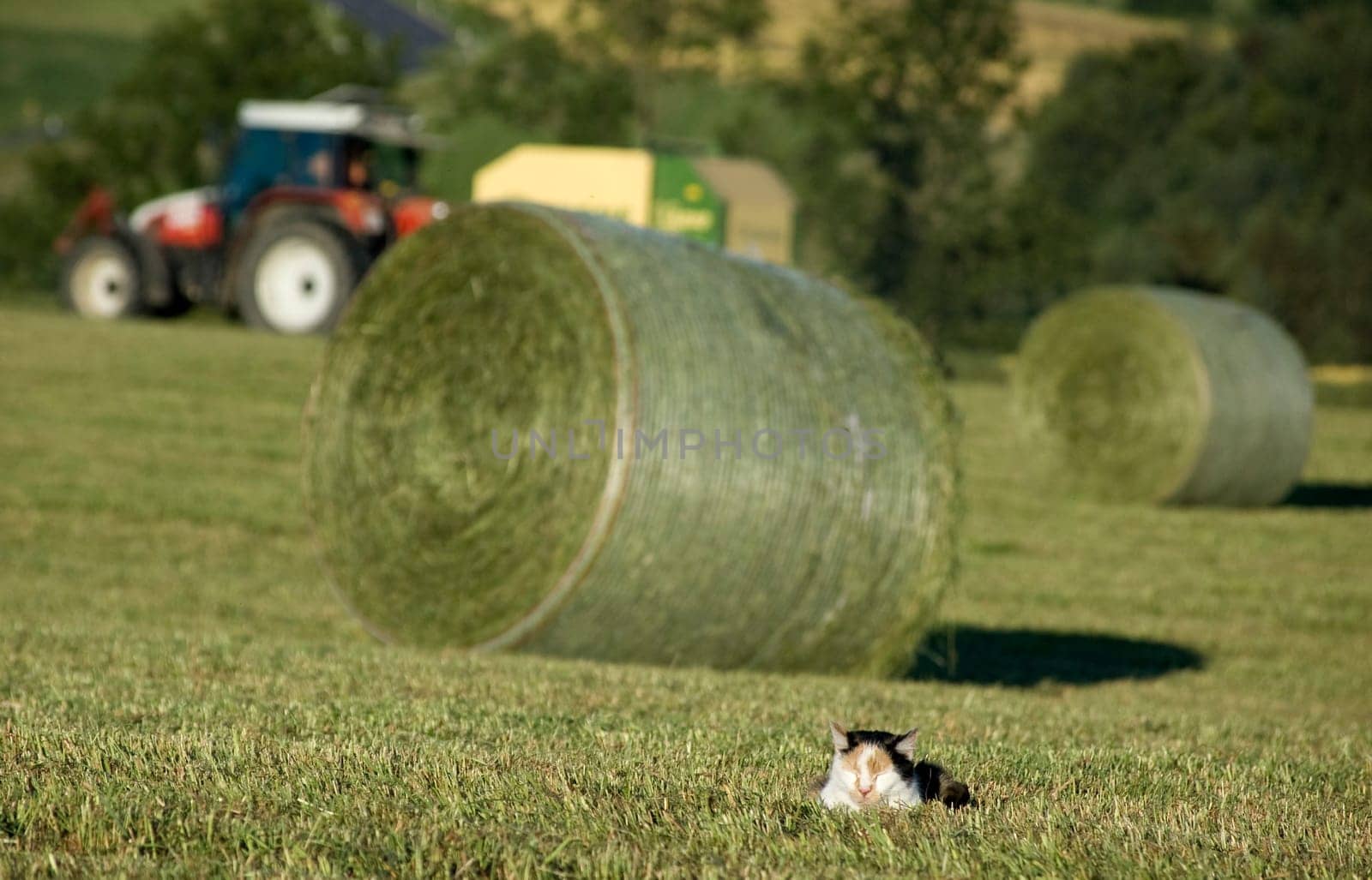 During harvesting a cat makes a little sleep