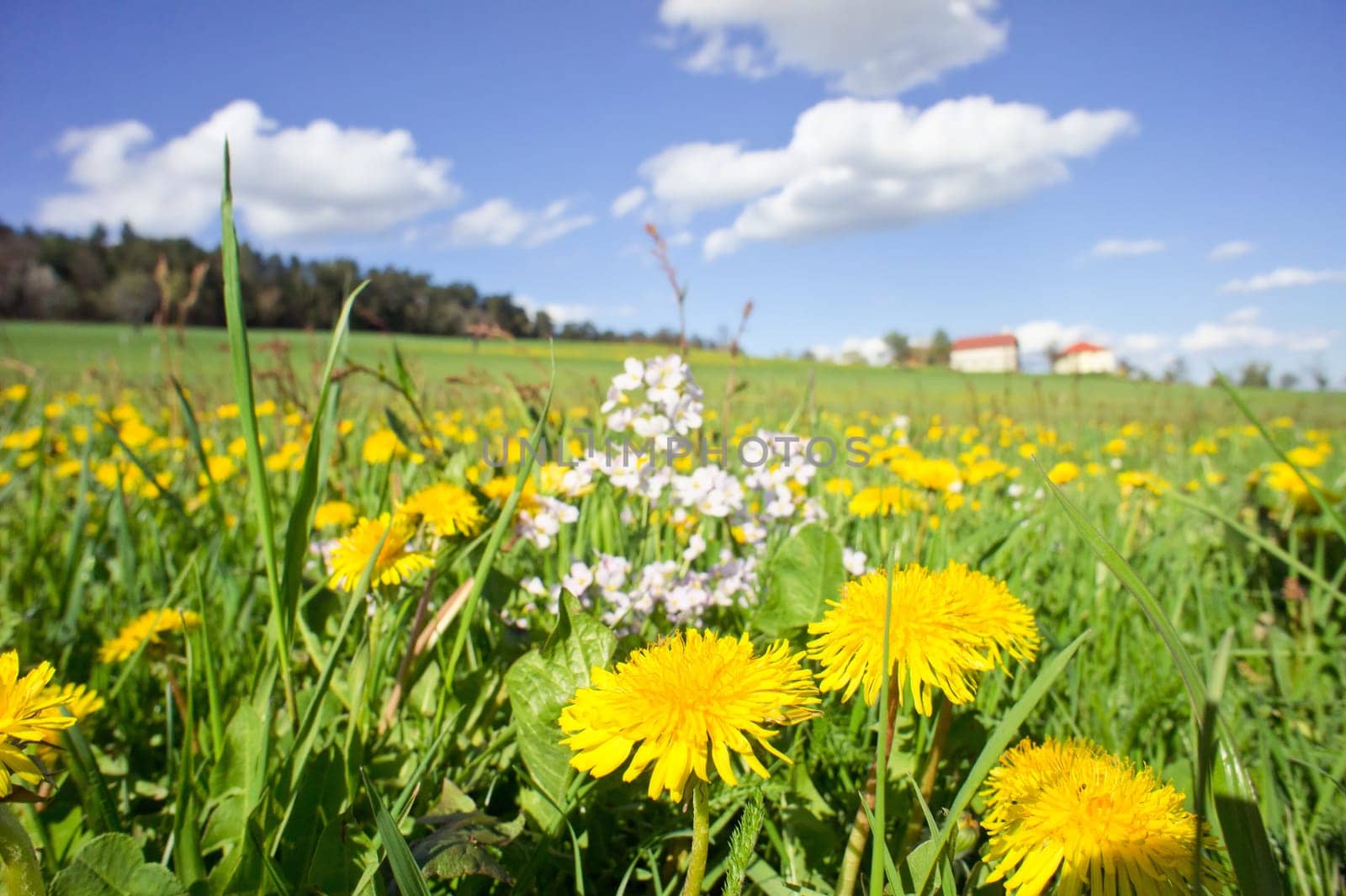 Rural meadow with dandelions and farmhouse in the background