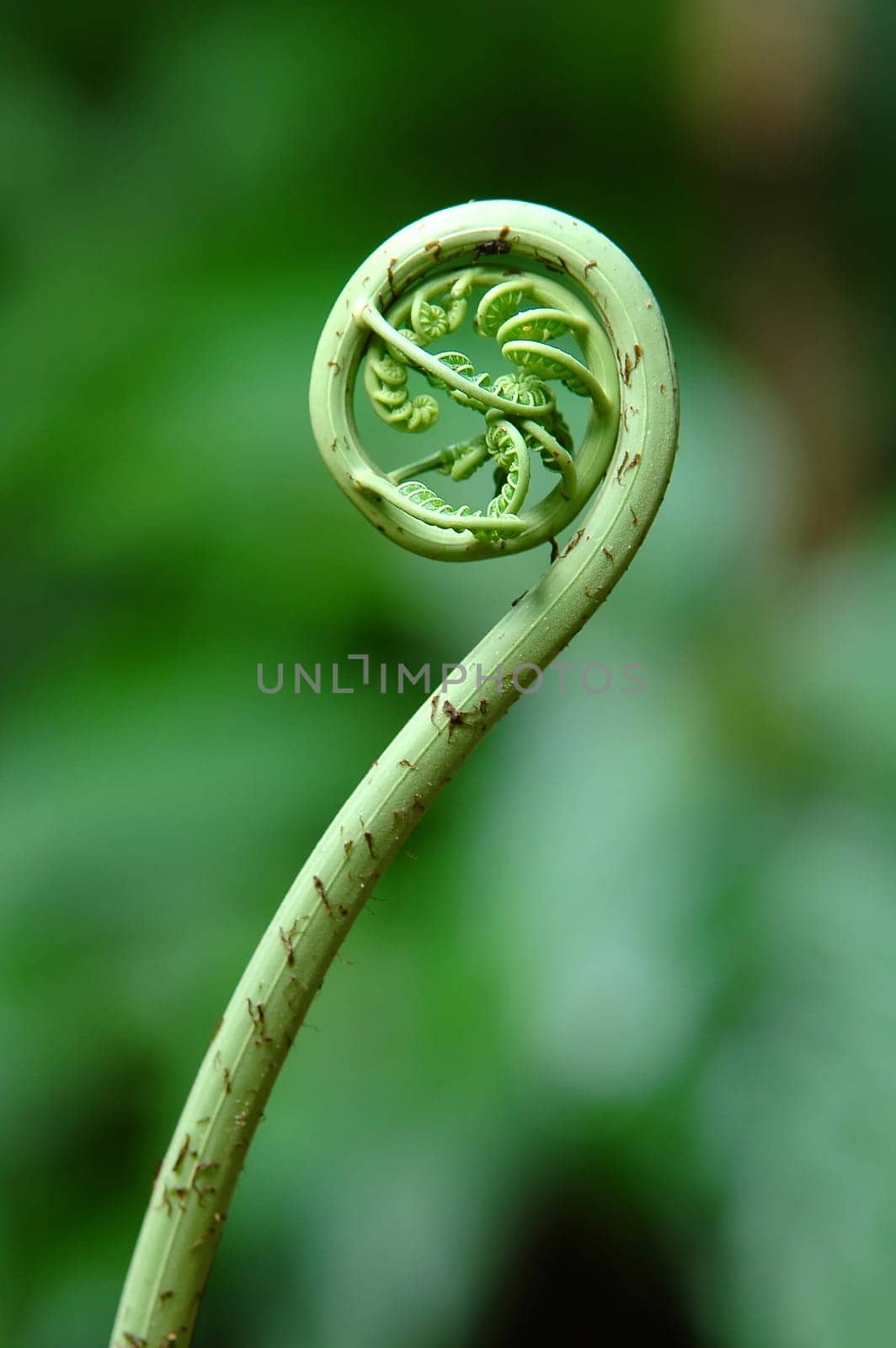 fern leaf