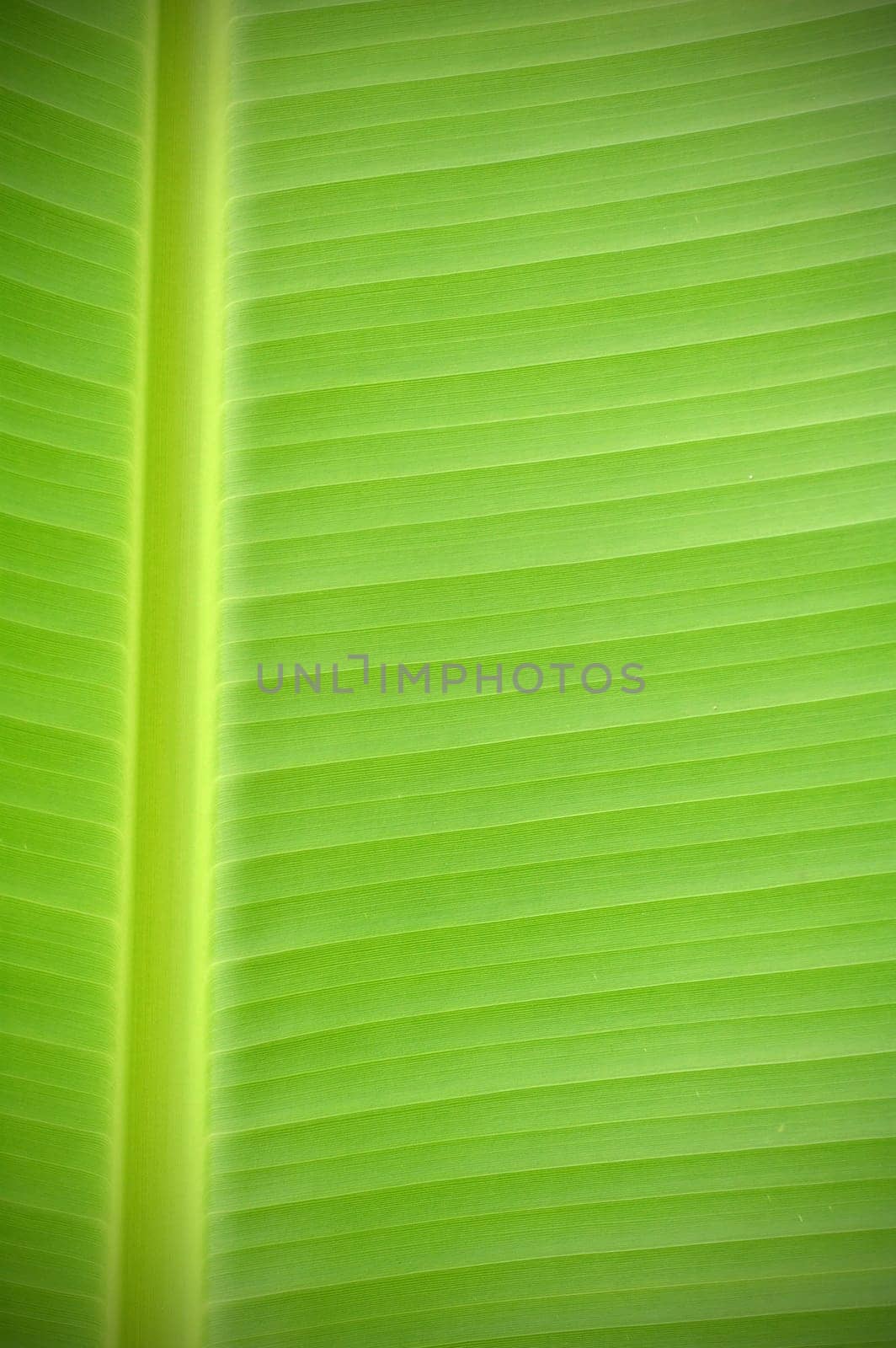 banana leaf