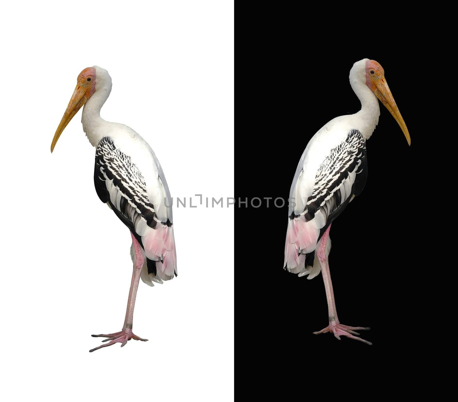 painted stork
