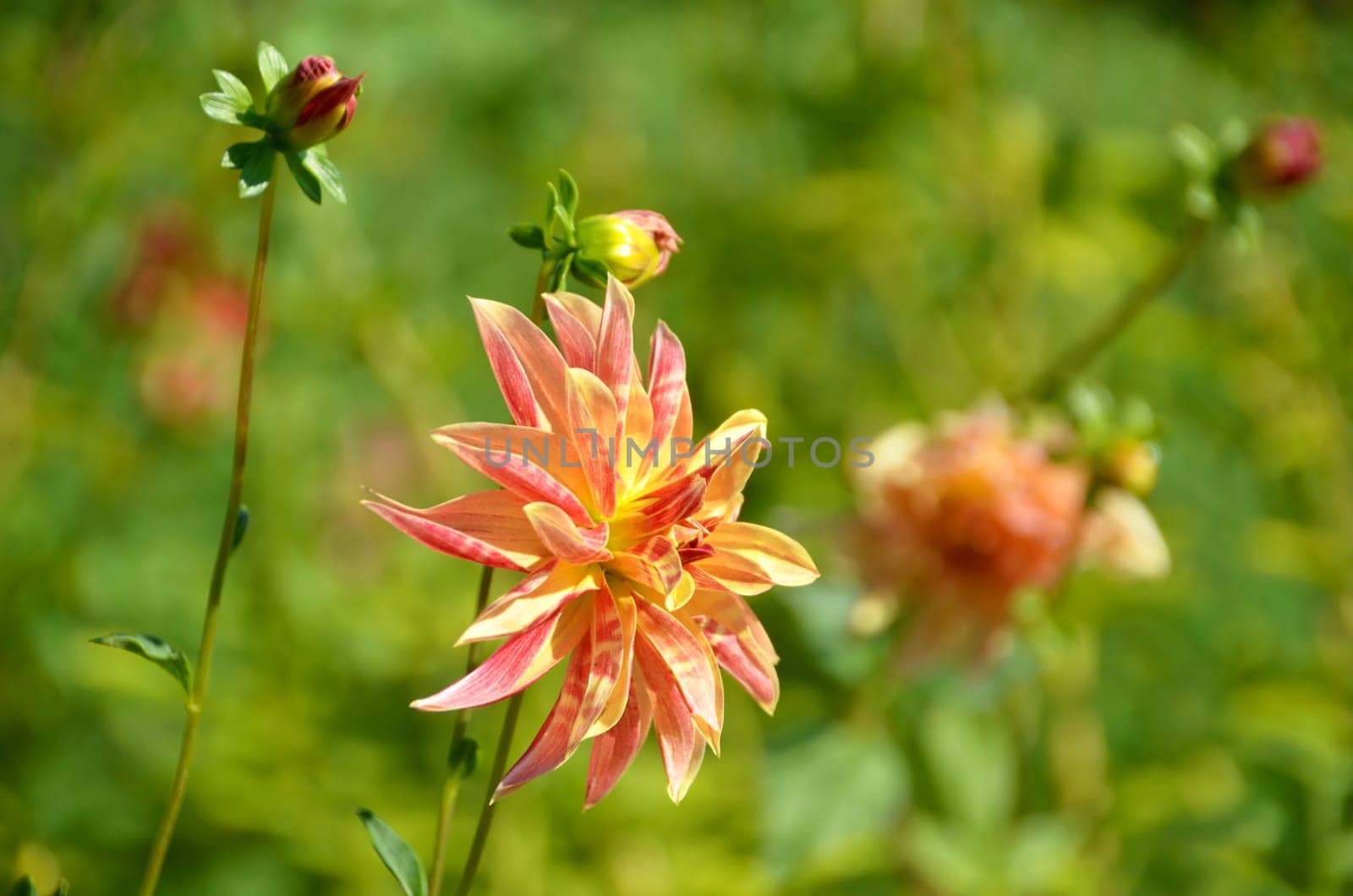 Beautiful dahlias
