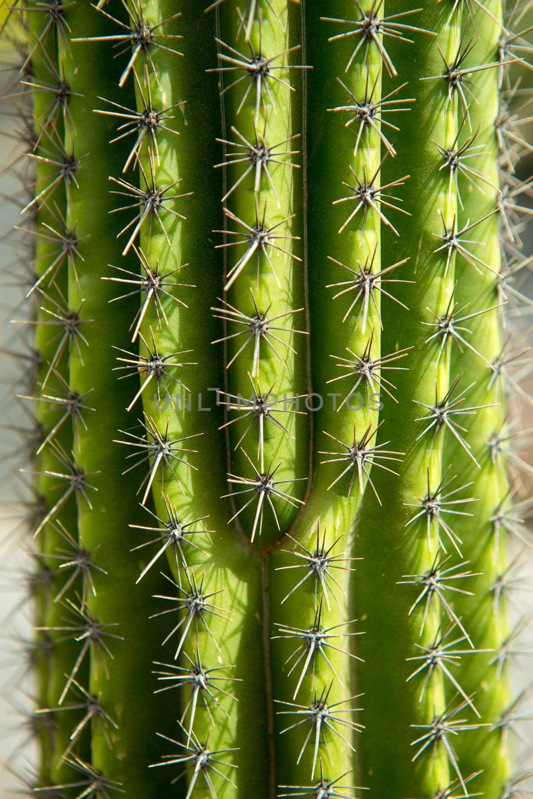 Lanzarote Guatiza cactus garden Cactaceae Stenocereus Stellatus from Brazil