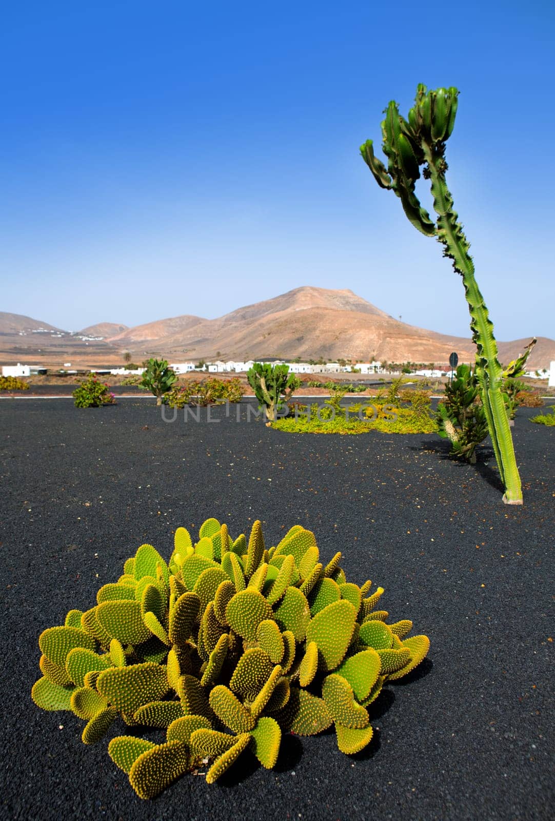 Lanzarote Yaiza white village with cactus and mountains in Canary Islands