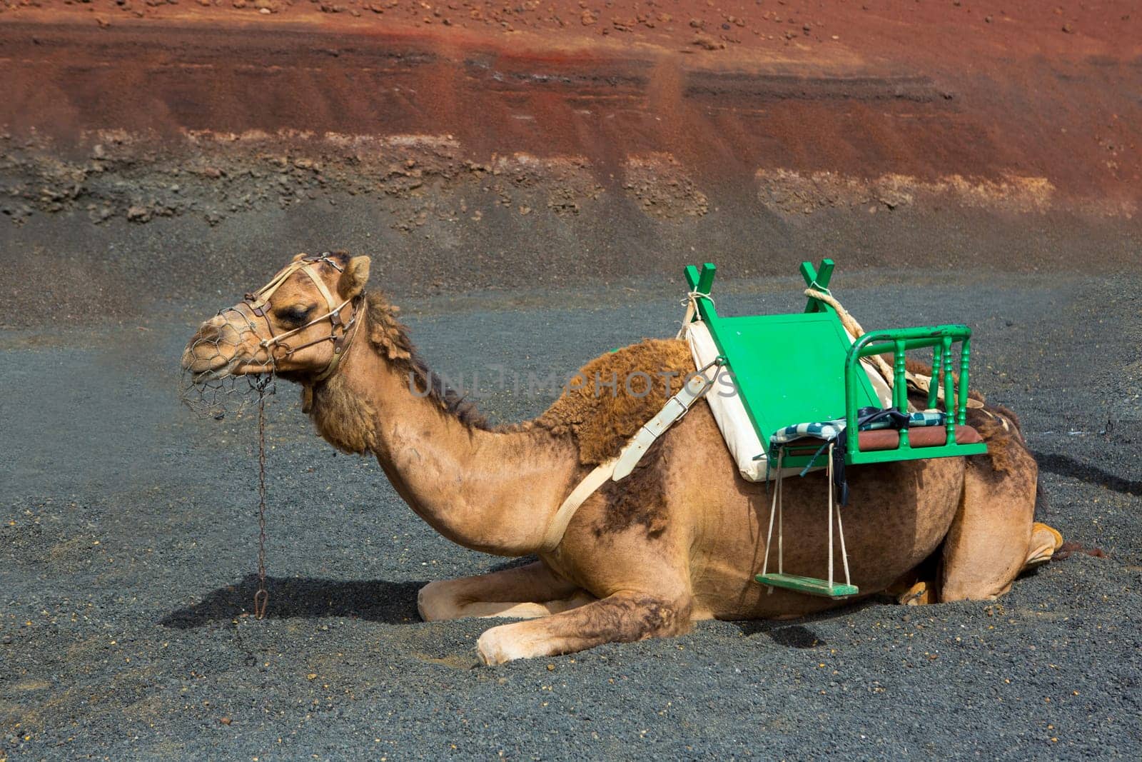 Camel in Lanzarote in timanfaya fire mountains at Canary Islands
