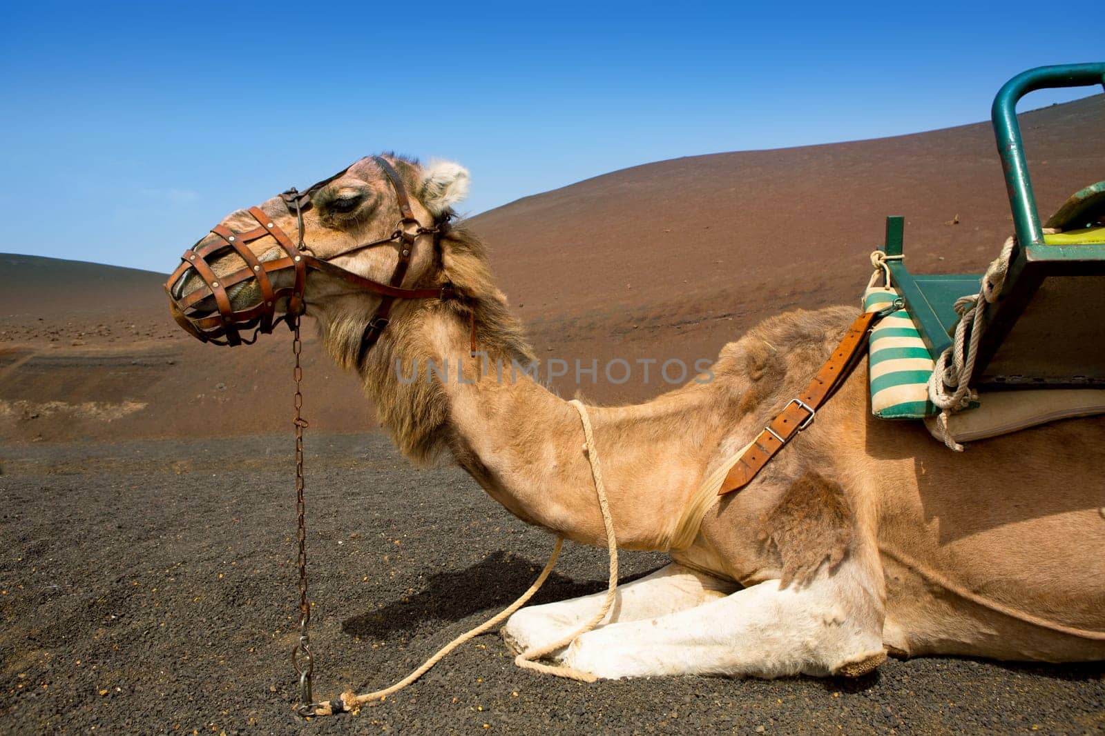 Camel in Lanzarote in timanfaya fire mountains at Canary Islands