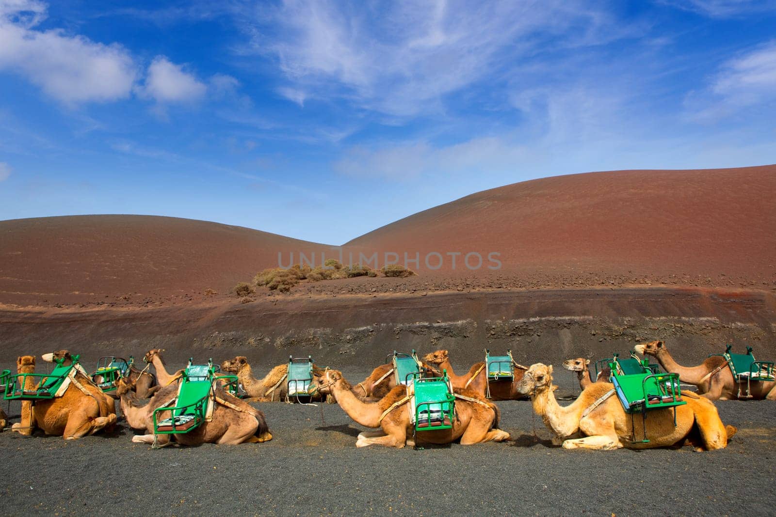 Camel in Lanzarote in timanfaya fire mountains at Canary Islands