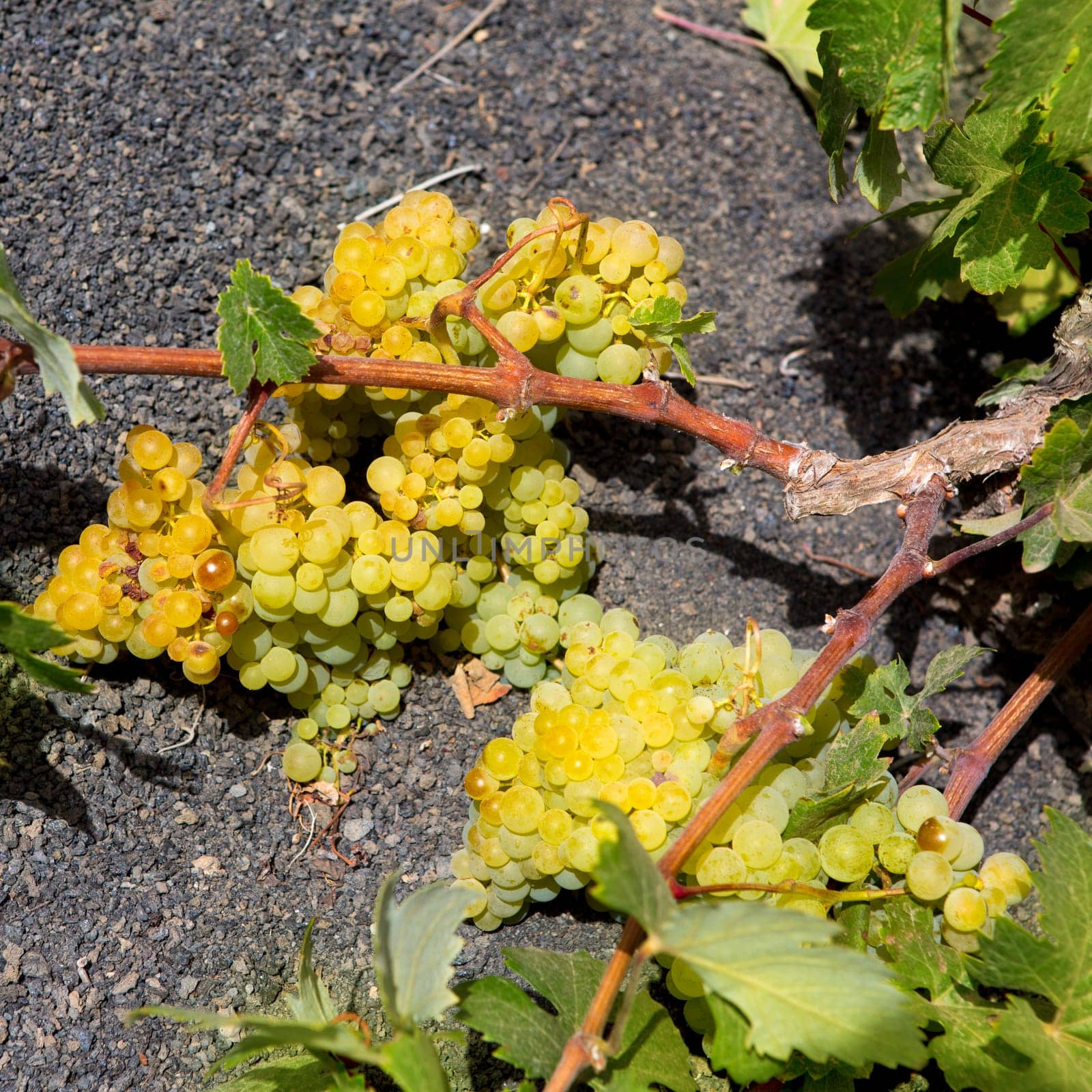 Lanzarote La Geria vineyard on black volcanic soil in Canary Islands