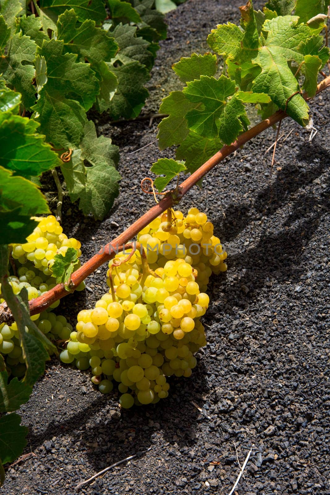 Lanzarote La Geria vineyard on black volcanic soil in Canary Islands
