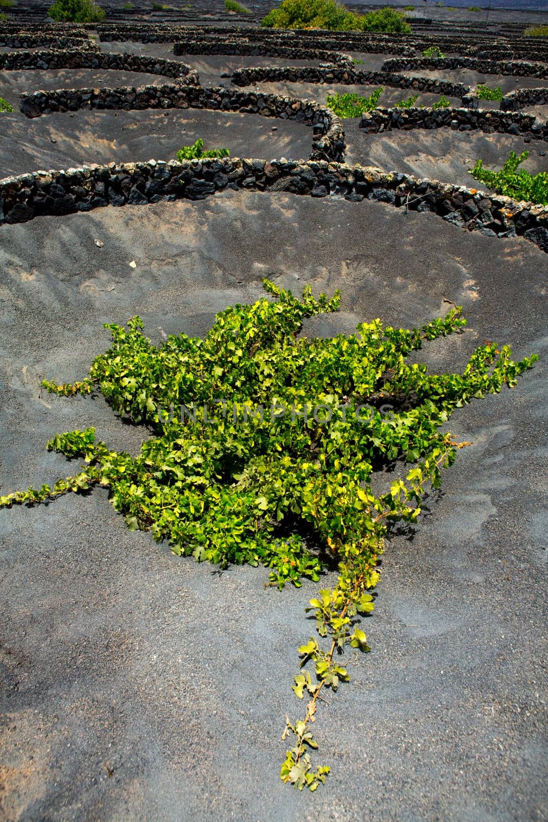 Lanzarote La Geria vineyard on black volcanic soil in Canary Islands