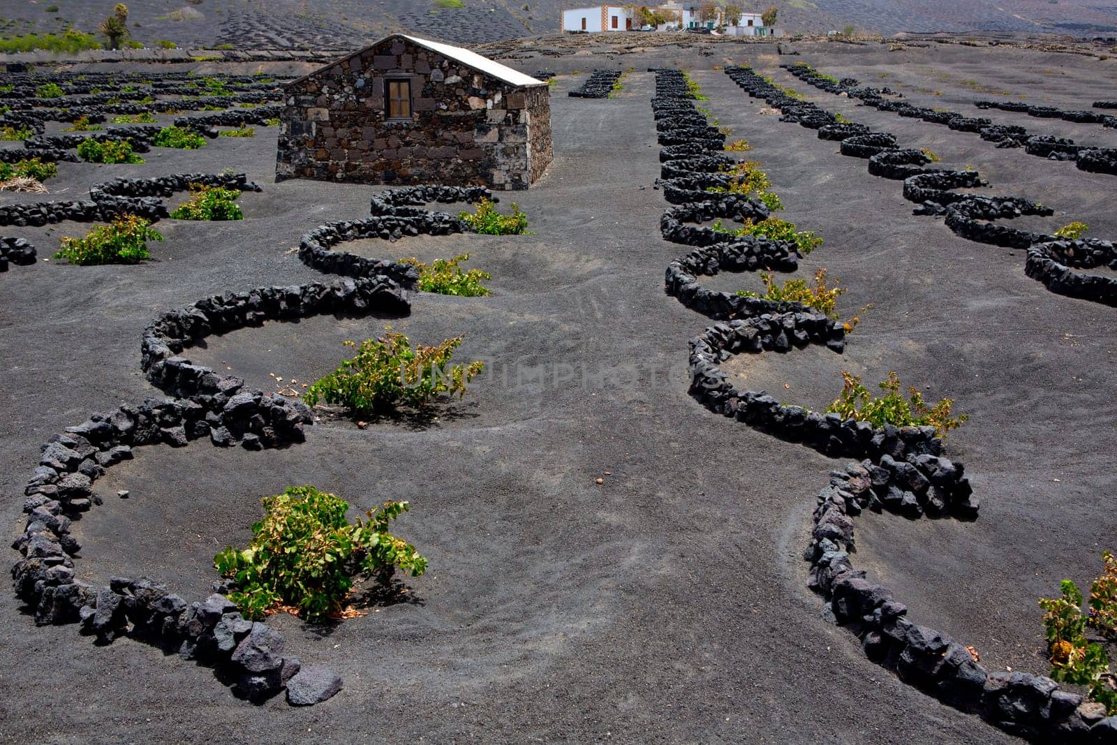 Lanzarote La Geria vineyard on black volcanic soil in Canary Islands