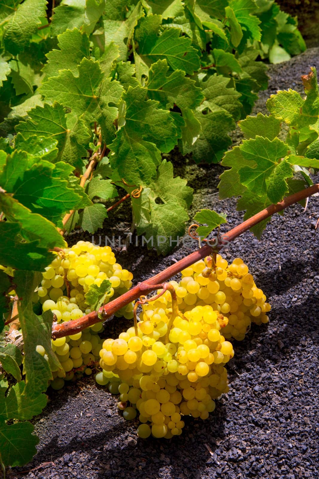 Lanzarote La Geria vineyard on black volcanic soil in Canary Islands
