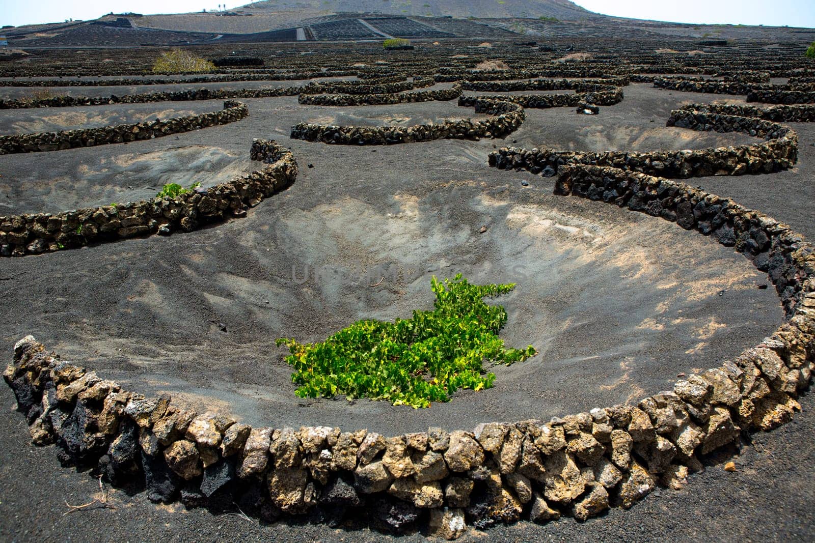 Lanzarote La Geria vineyard on black volcanic soil in Canary Islands