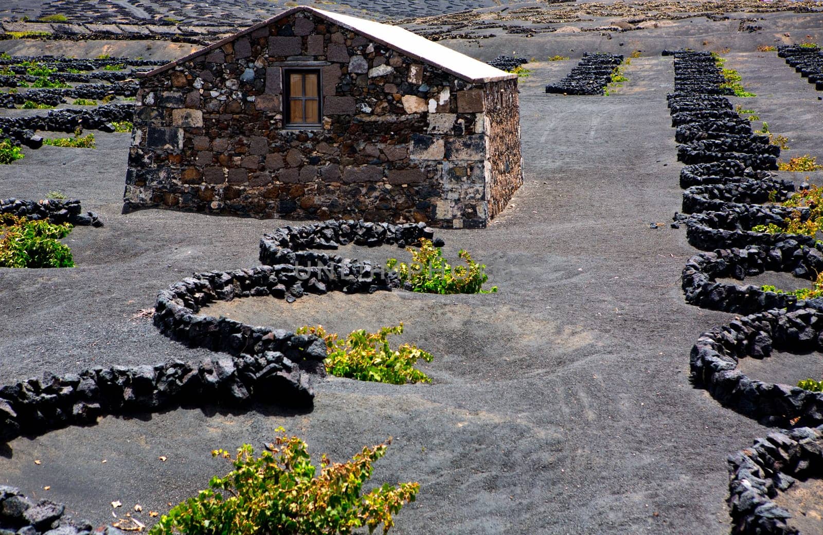Lanzarote La Geria vineyard on black volcanic soil in Canary Islands