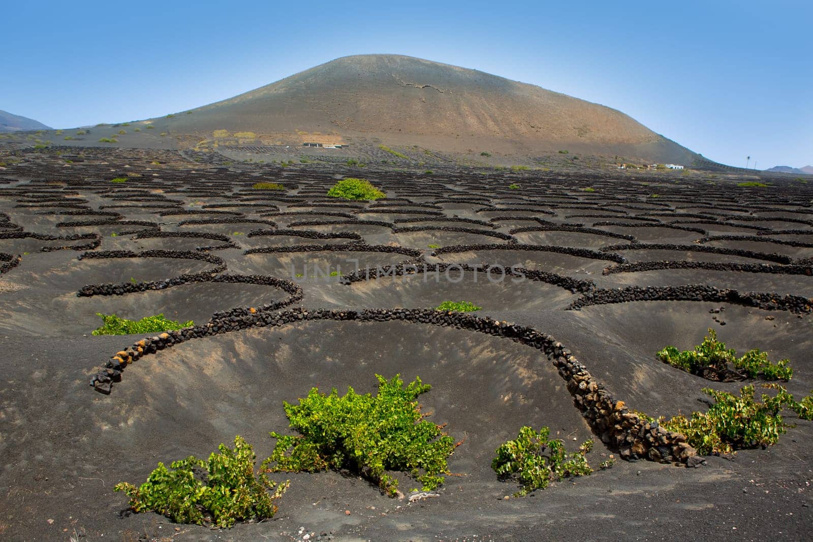 Lanzarote La Geria vineyard on black volcanic soil in Canary Islands