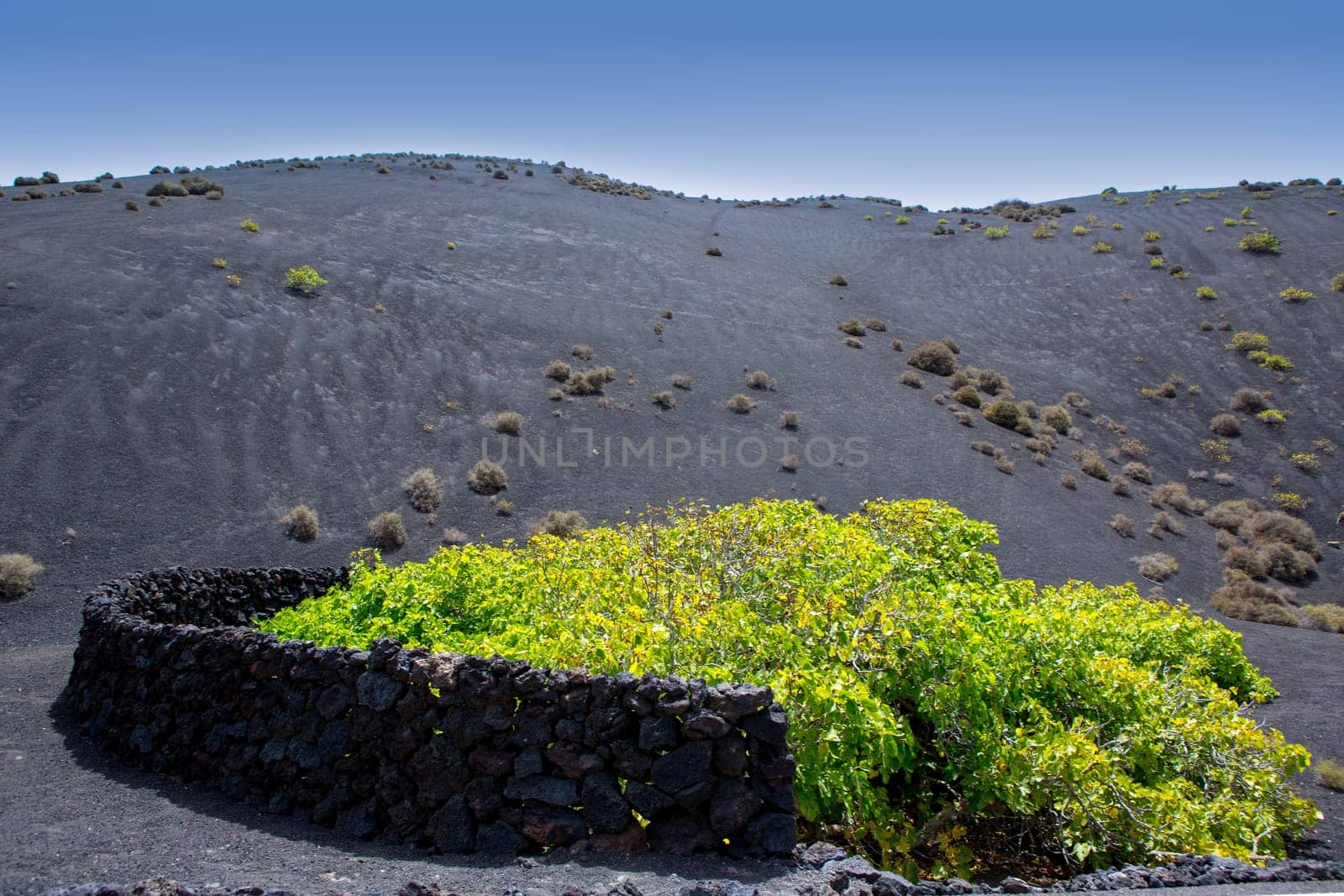 Lanzarote La Geria vineyard on black volcanic soil in Canary Islands