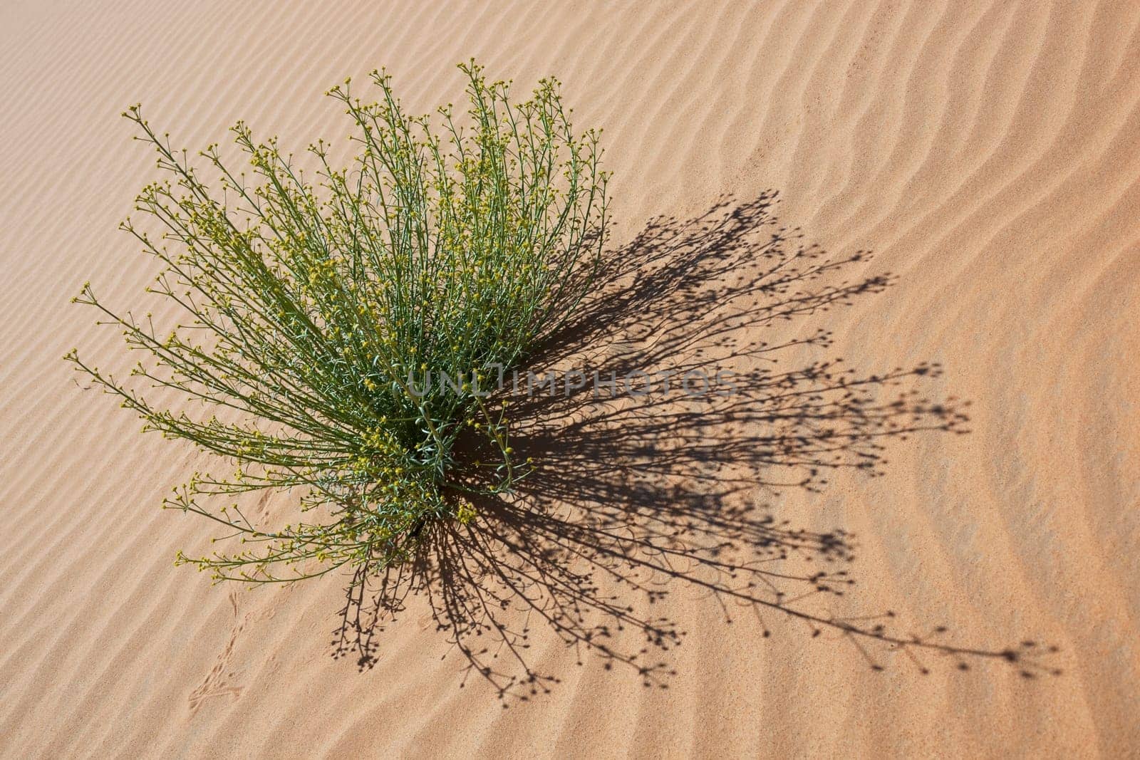 Green plant with tiny yellow blossoms in desert sand, Merzouga, Morocco.
