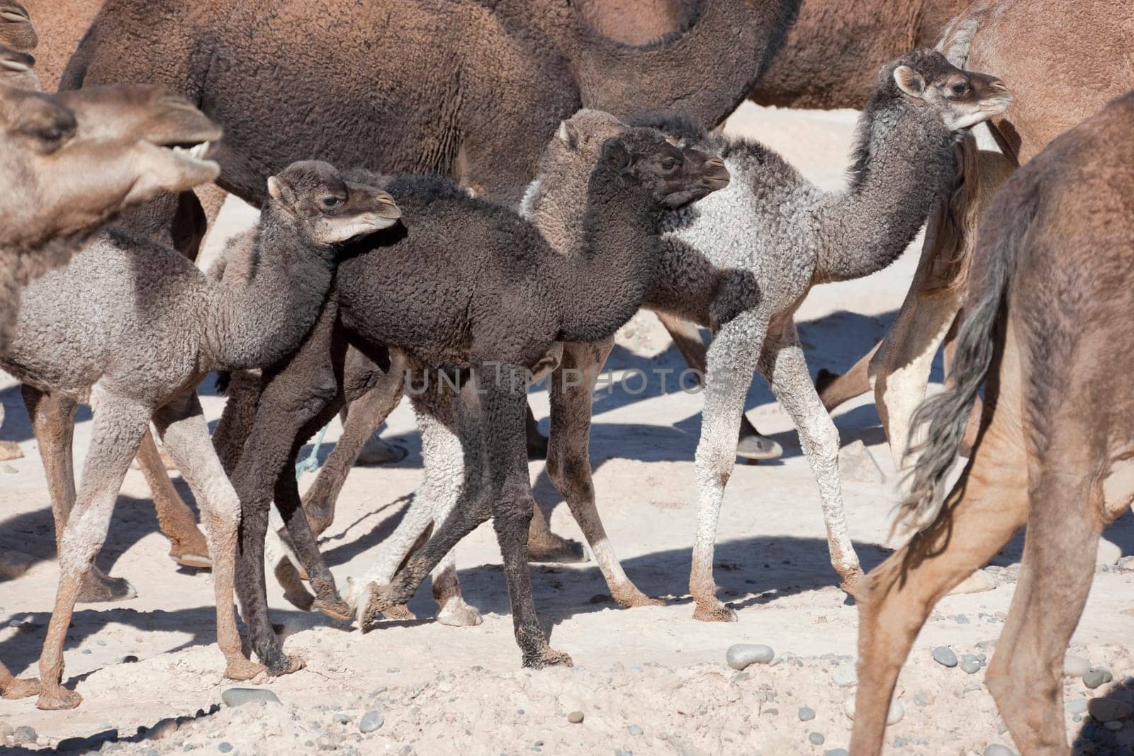 Herd of dromedaries (camels) with small dromedary babies in the Sahara desert, Morocco.