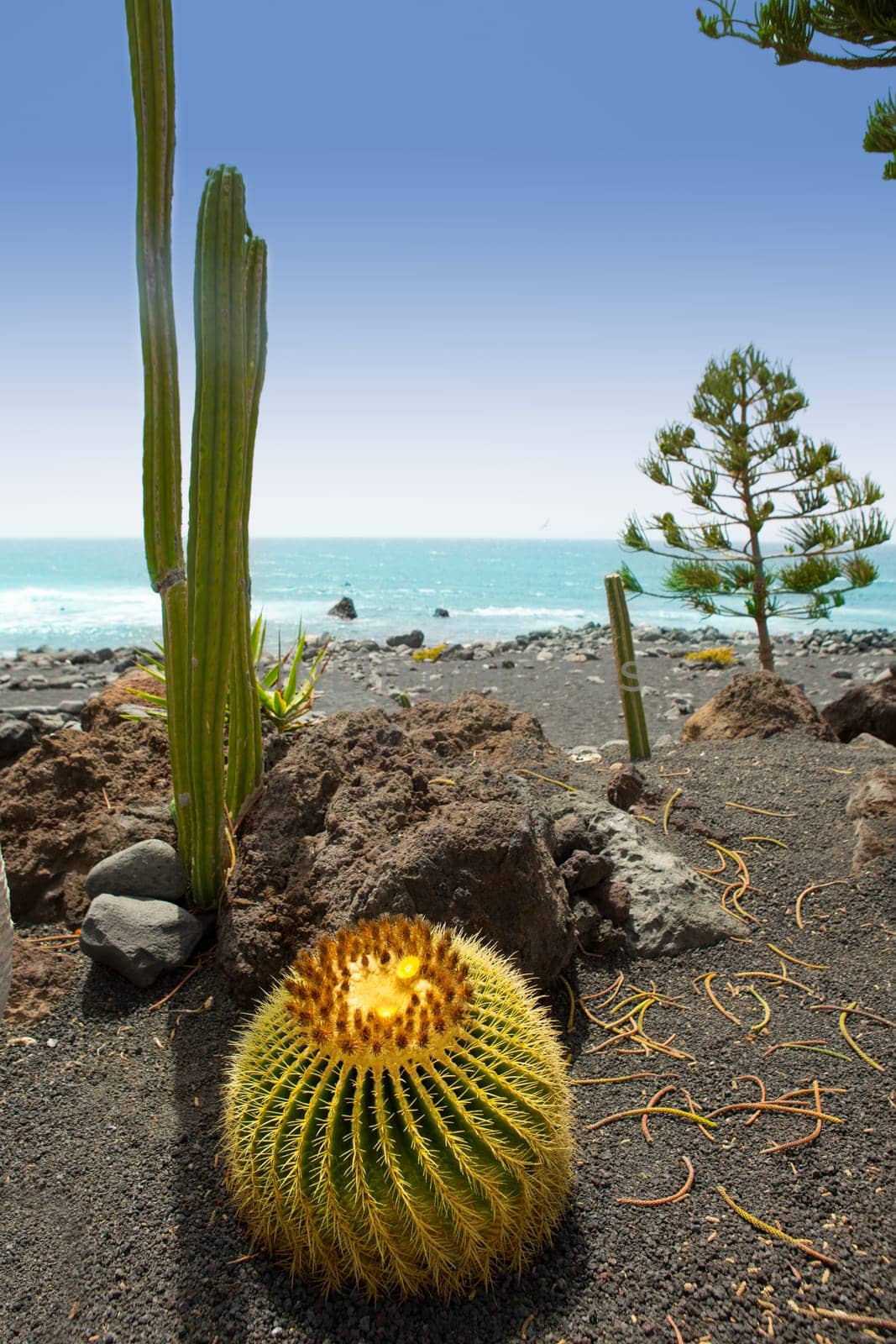 El Golfo in Lanzarote cactus of Atlantic shore at Canary Islands
