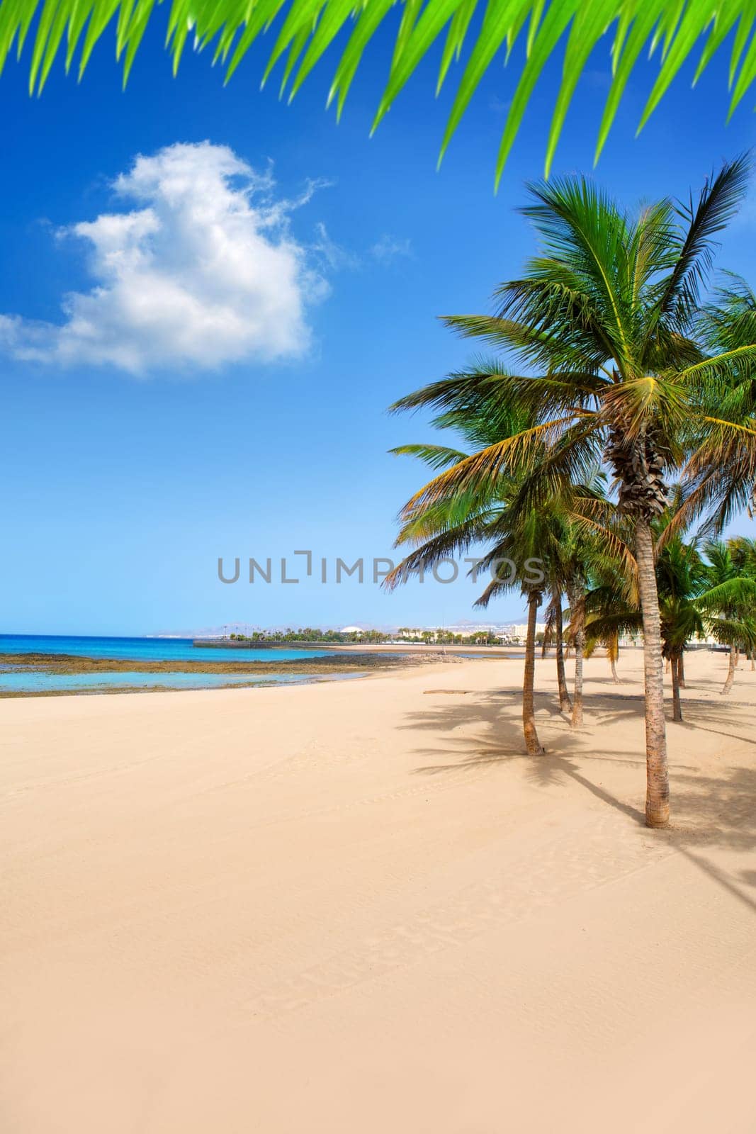 Arrecife Lanzarote Playa Reducto beach tropical palm trees at Canary Islands