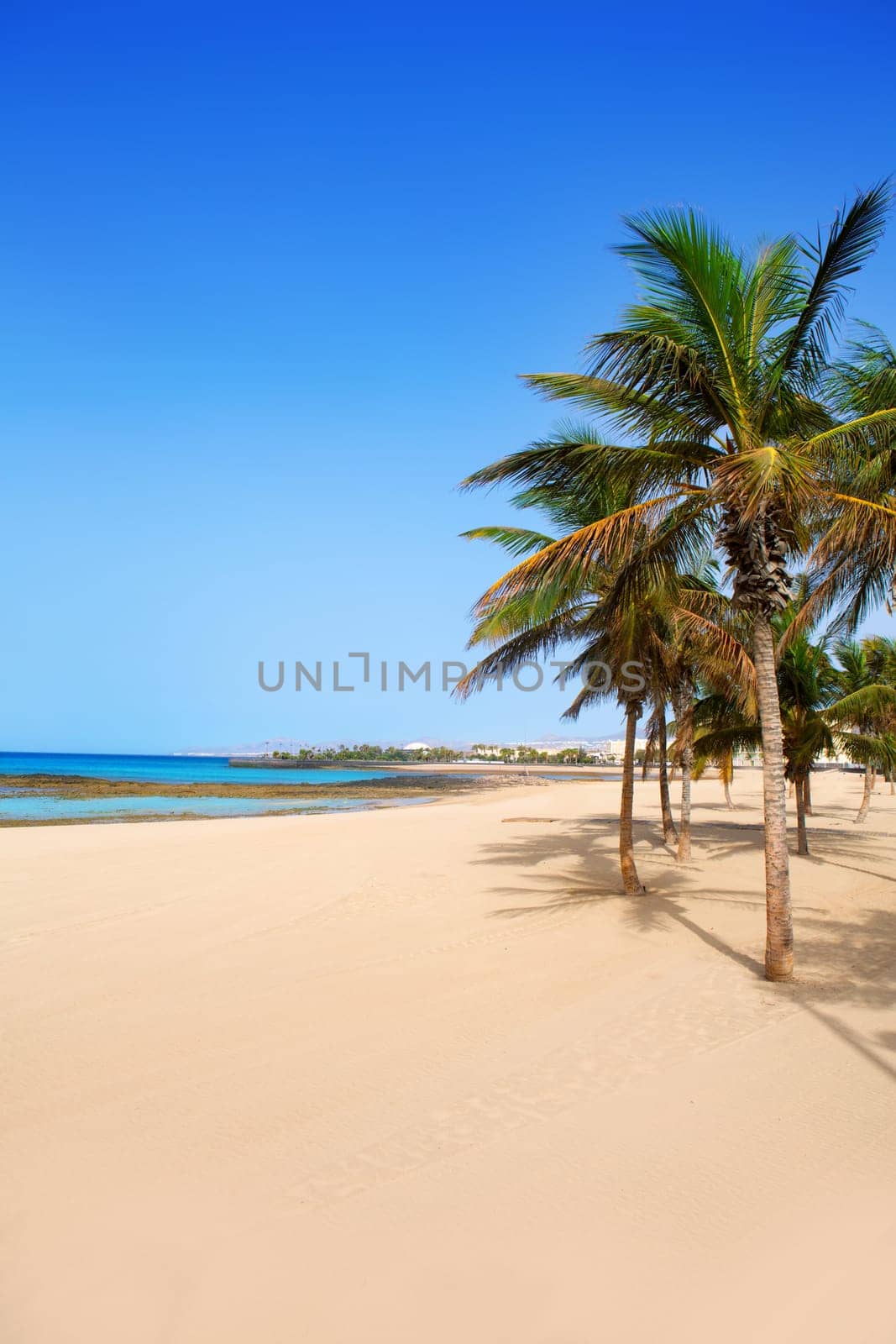 Arrecife Lanzarote Playa Reducto beach tropical palm trees at Canary Islands