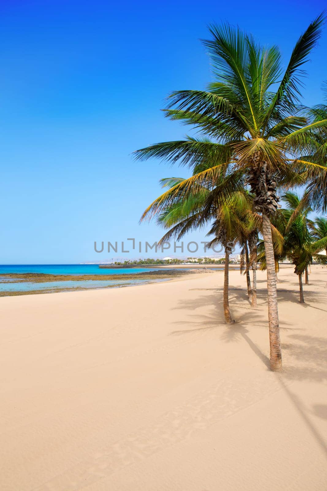 Arrecife Lanzarote Playa Reducto beach tropical palm trees at Canary Islands