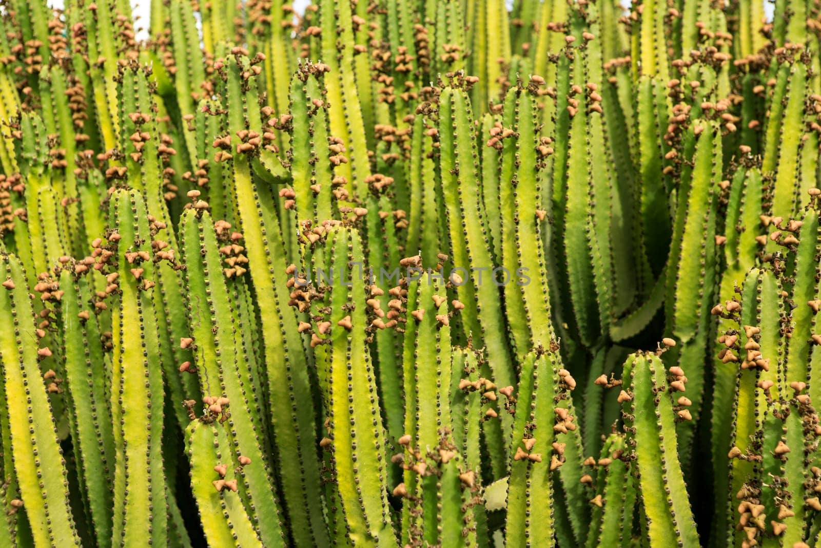 Cactus from Lanzarote pattern texture in Canary Islands
