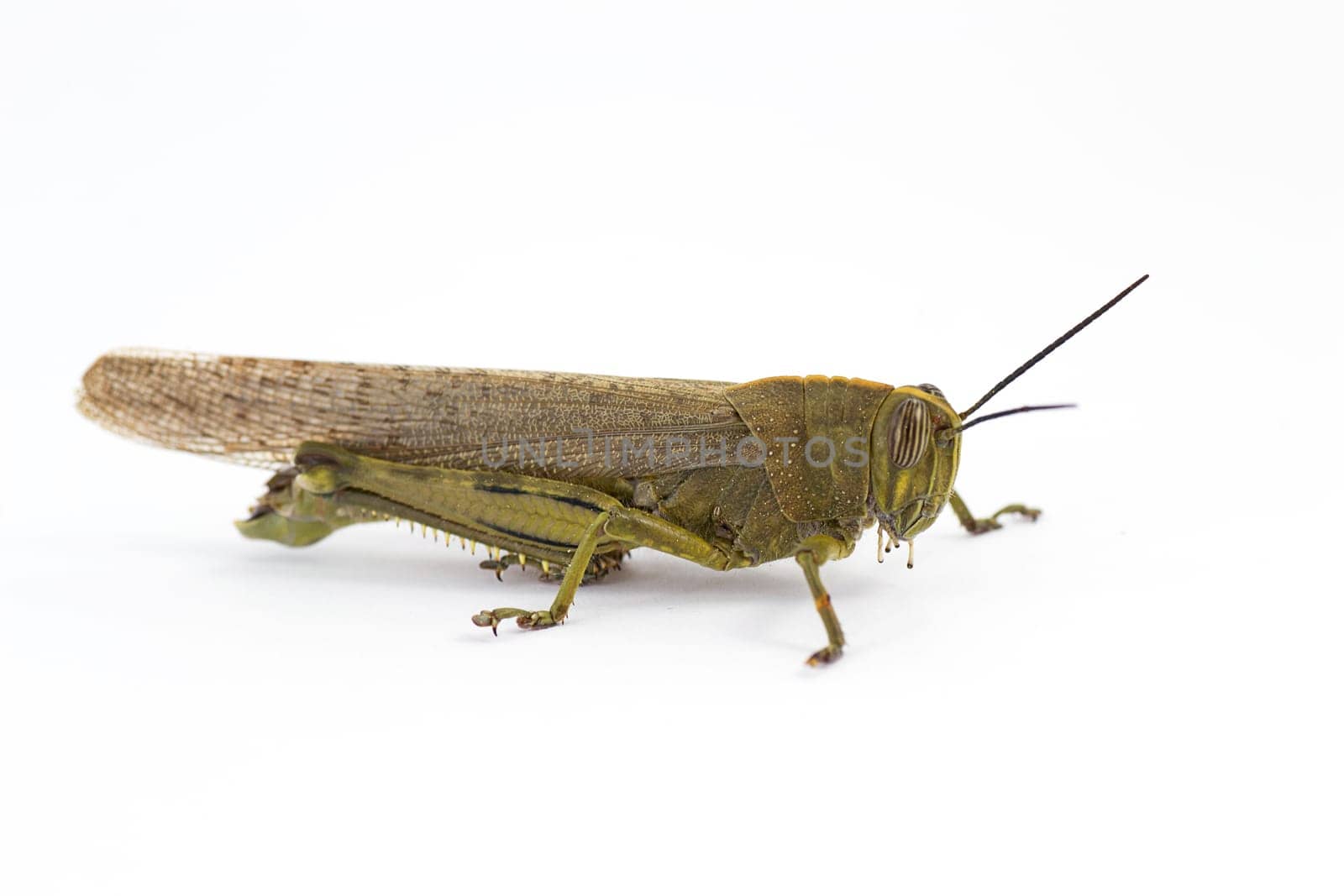 insect