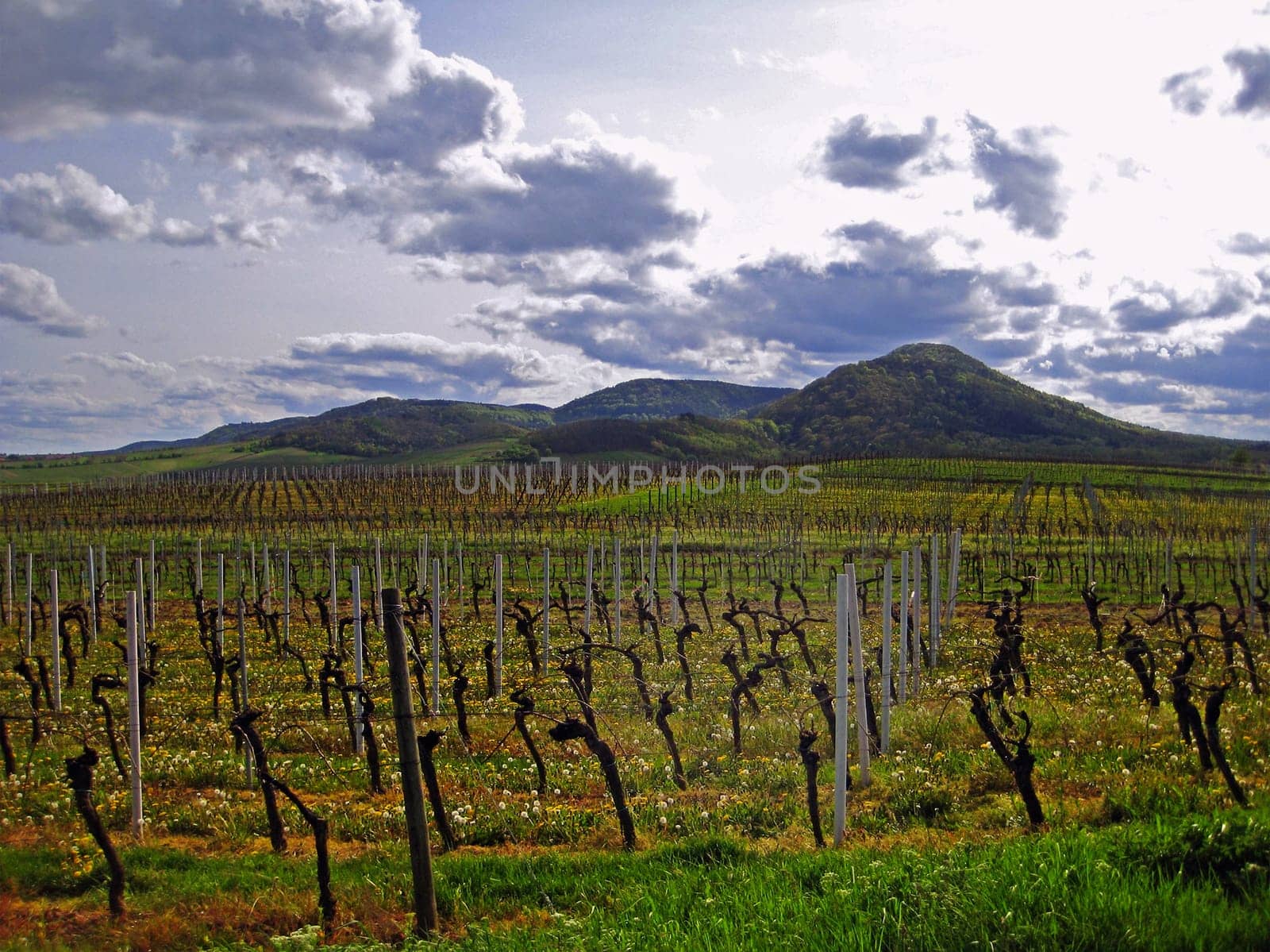 idyllic vineyard in autumn