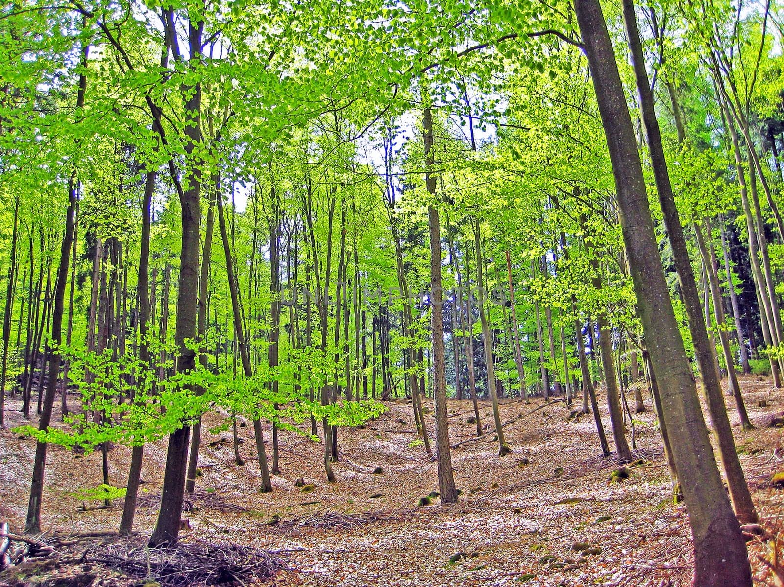 trees in the forest on spring time