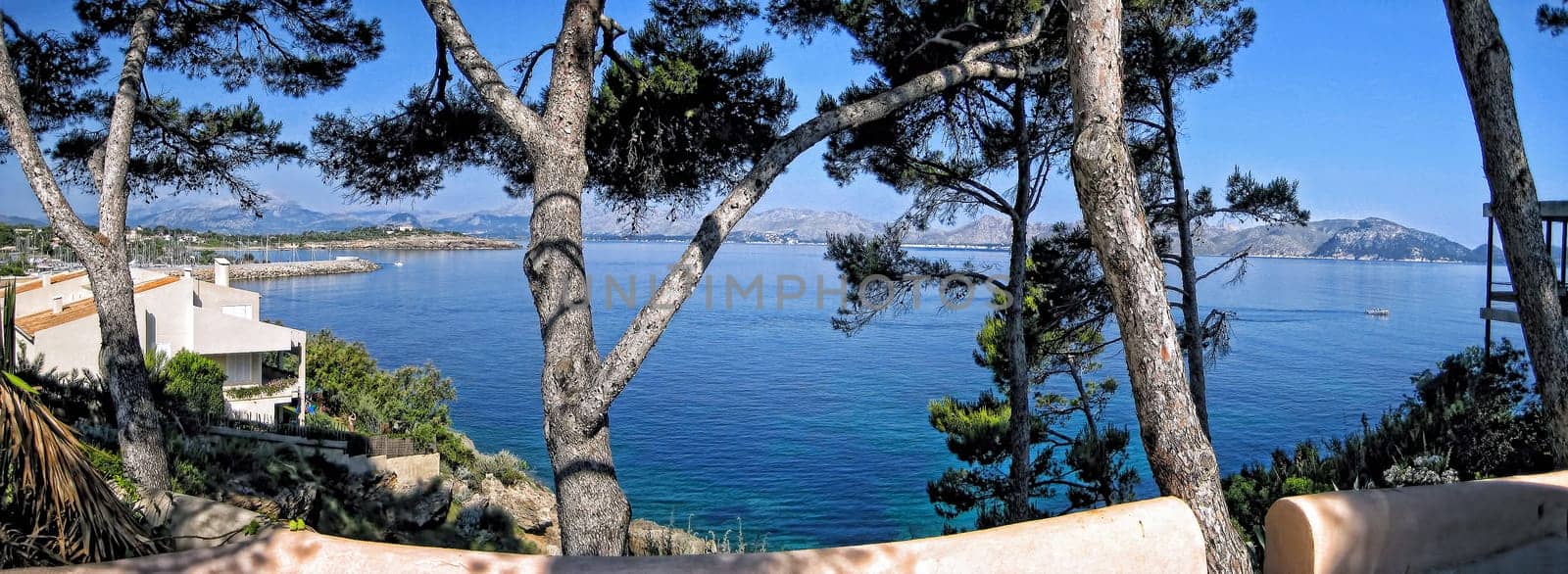 view through the pines to the ocean