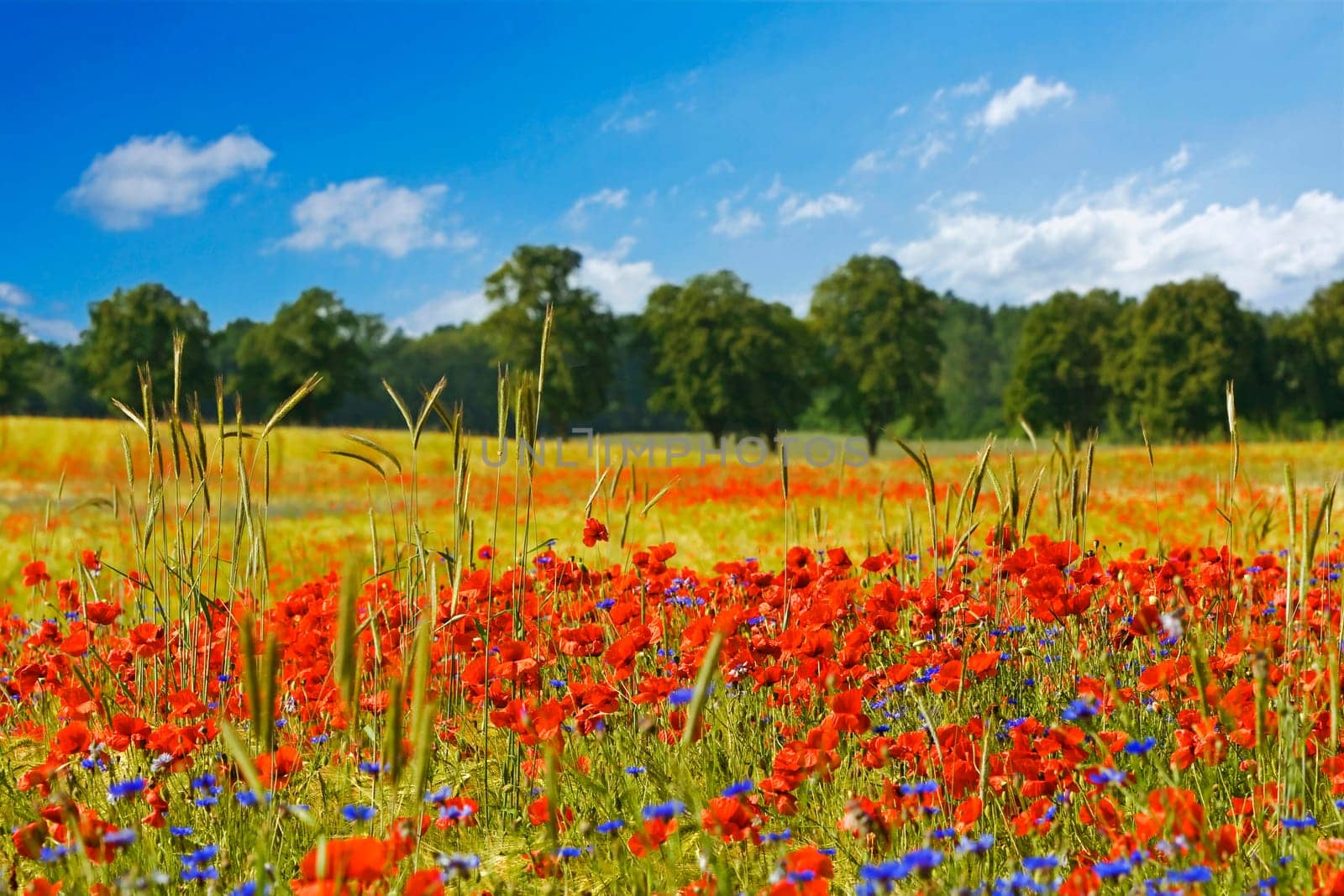 colorful field of poppies with green trees in the background