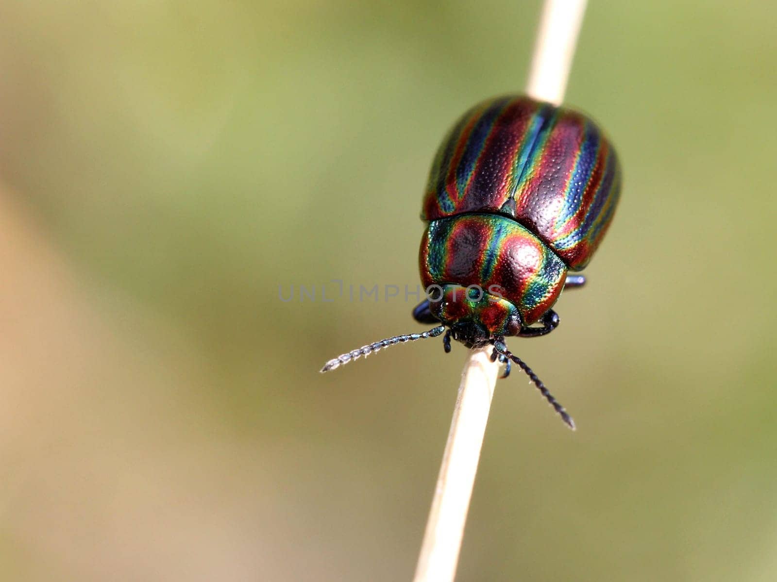 Rainbow leaf beetle (Chrysolina cerealis)