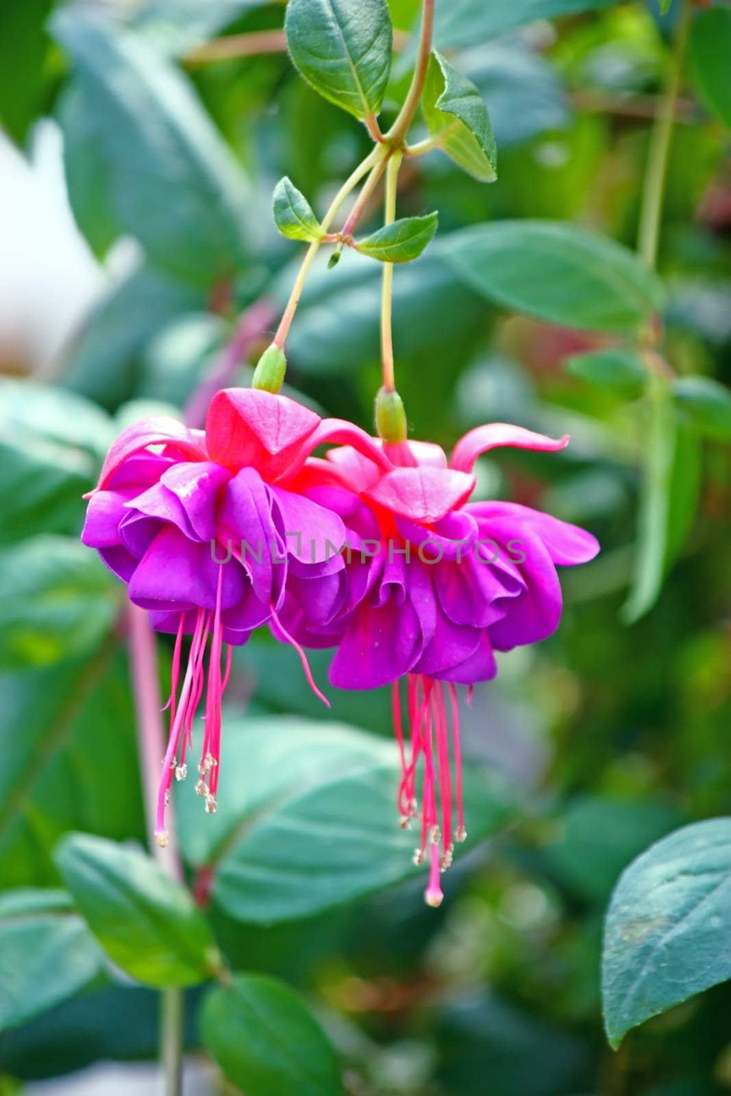 Pink flower of fuchsia in front of green leaves