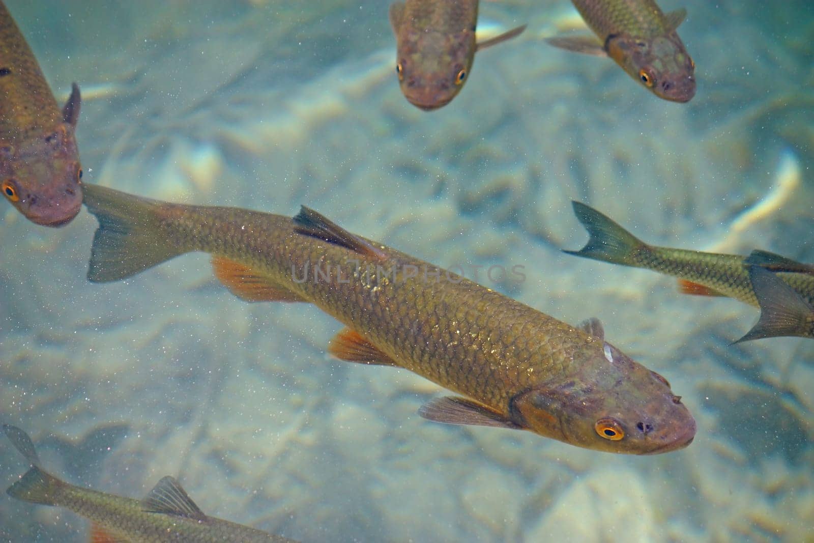 Big trout swimming in crystal clear water of Plitvice Lakes