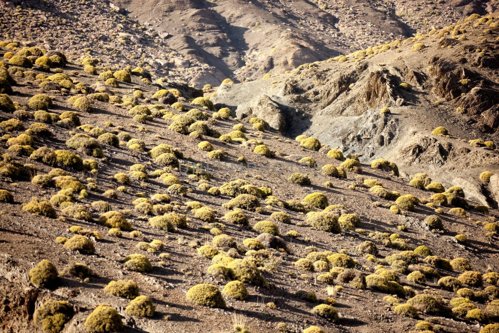 Rocky mountainside with small bushes in the High Atlas Mountains.