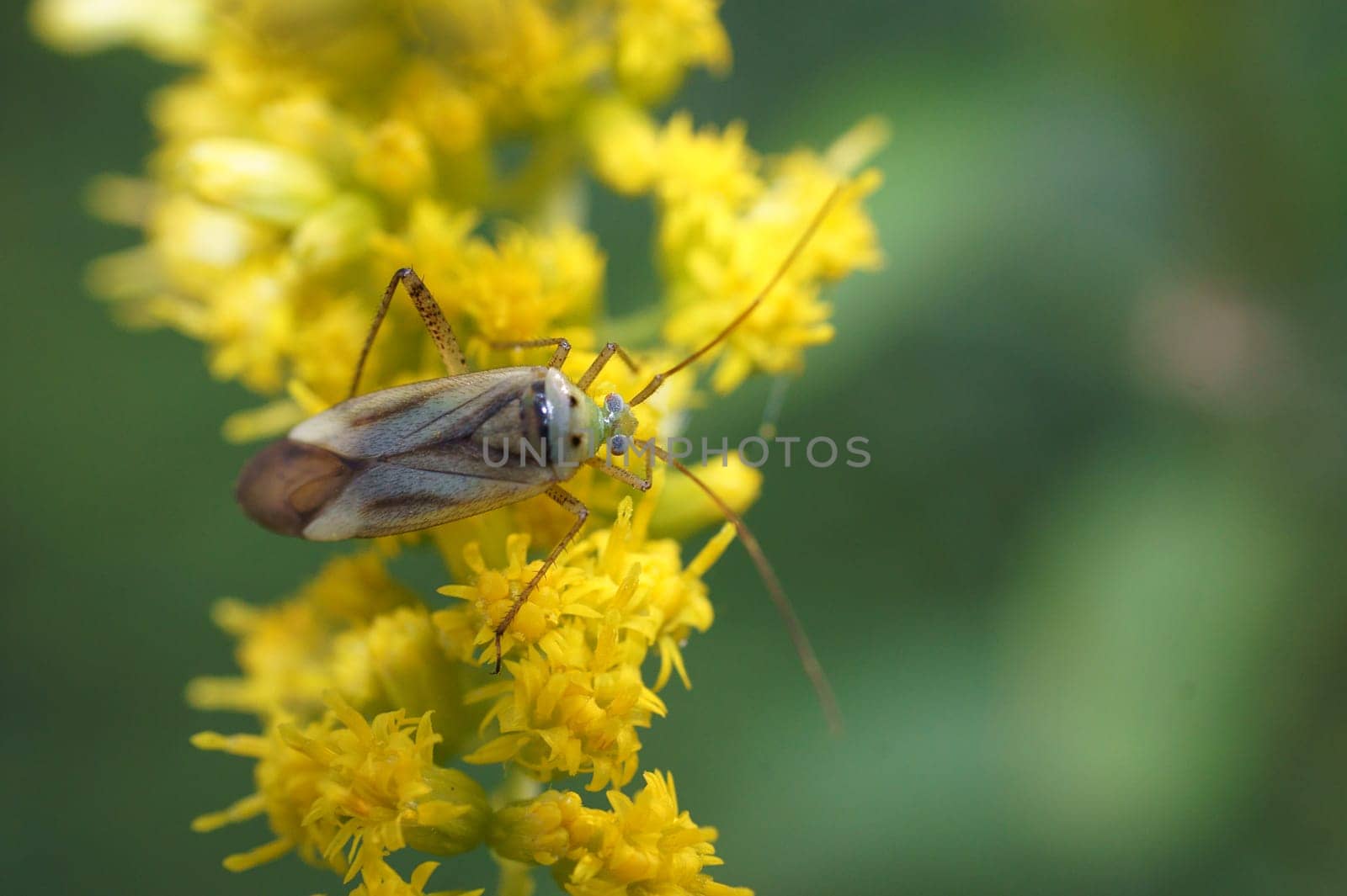 macro,close-up,insect,beaked candle,bug,soft bug,Miridae,Adelphocoris,nature,fauna,flora,animals,wildlife,wilderness,blossom,yellow flower,bird's eye view,nature fine art,nature photography,antennae drawing,long antennae,stem eye