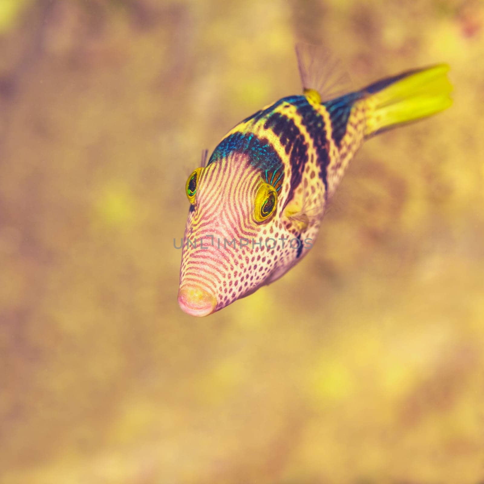 Small tropical fish the blacksaddle filefish