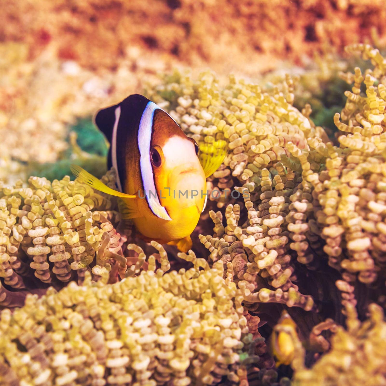 Anemone and Yellowtail clownfish close-up.