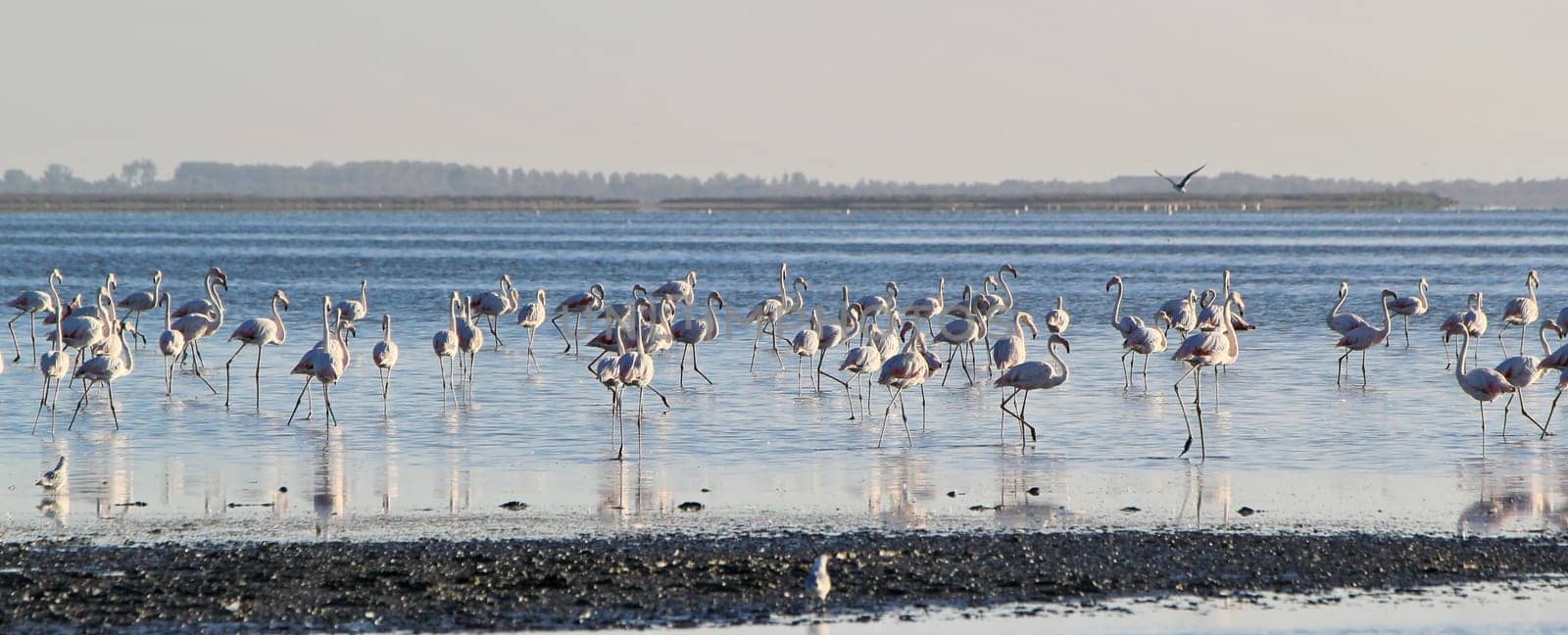 Flamingos, regional park of Camargue, Provence, France