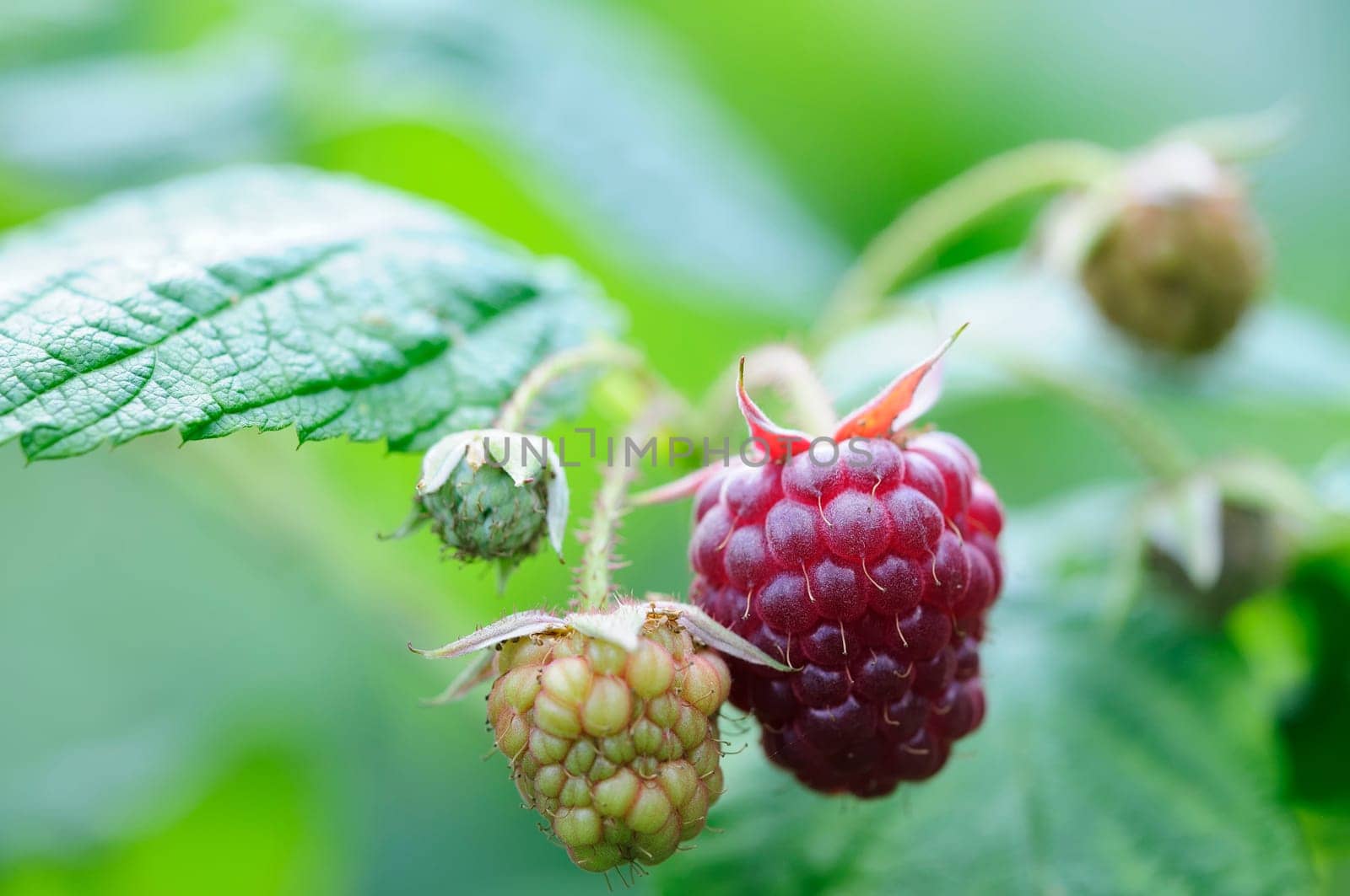 raspberry