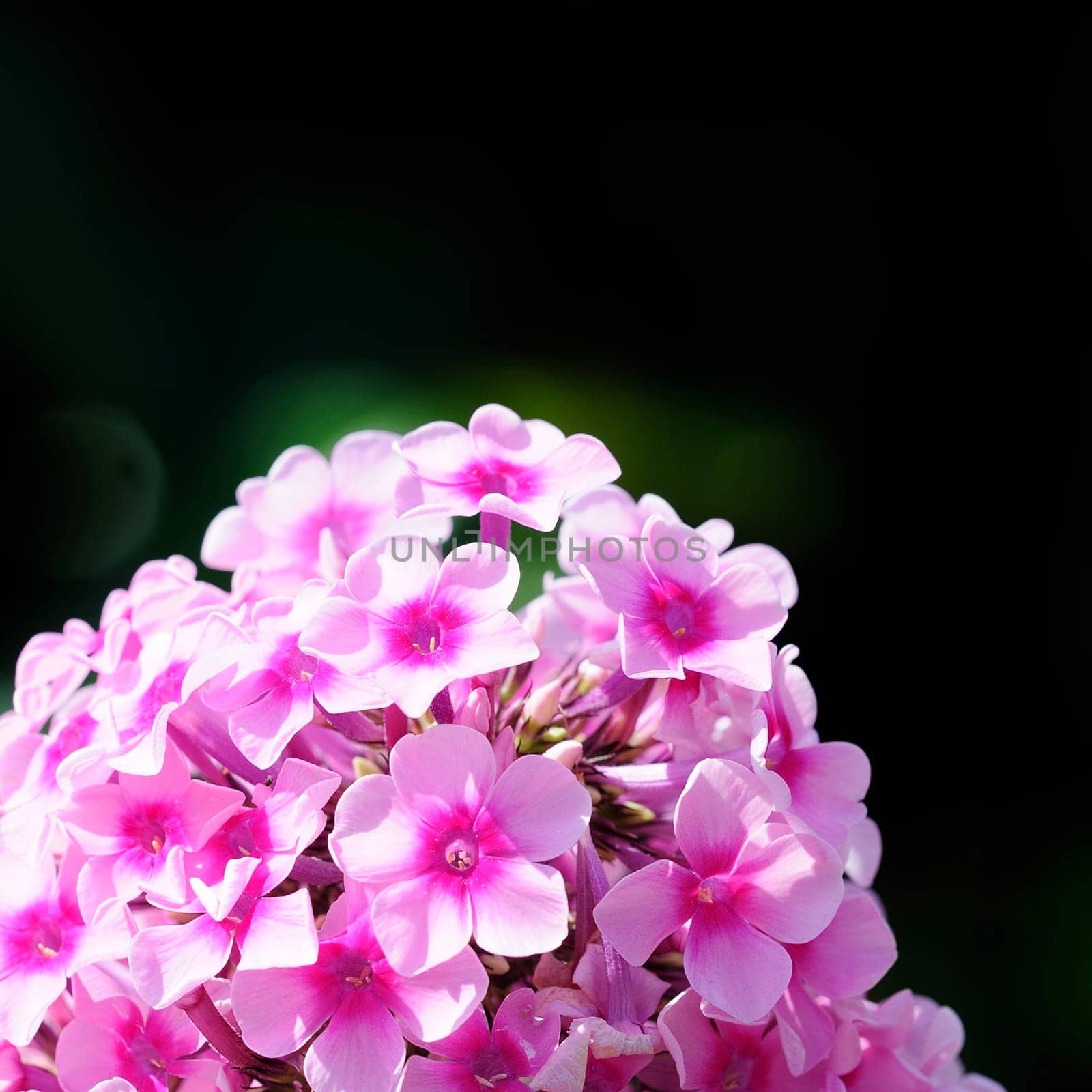Autumn Blossoms