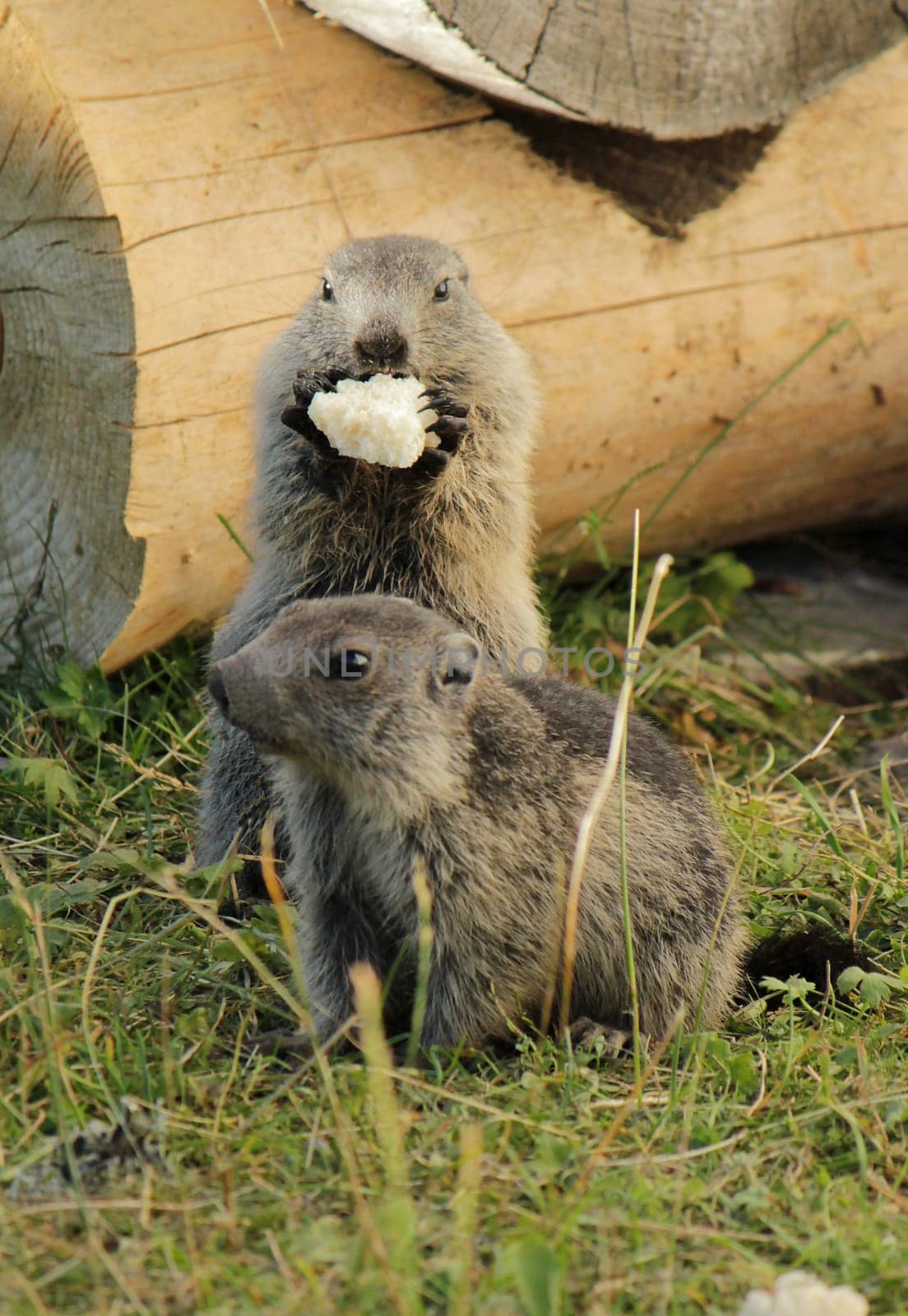 Little marmotons in front of a piece of wood in the grass and eating
