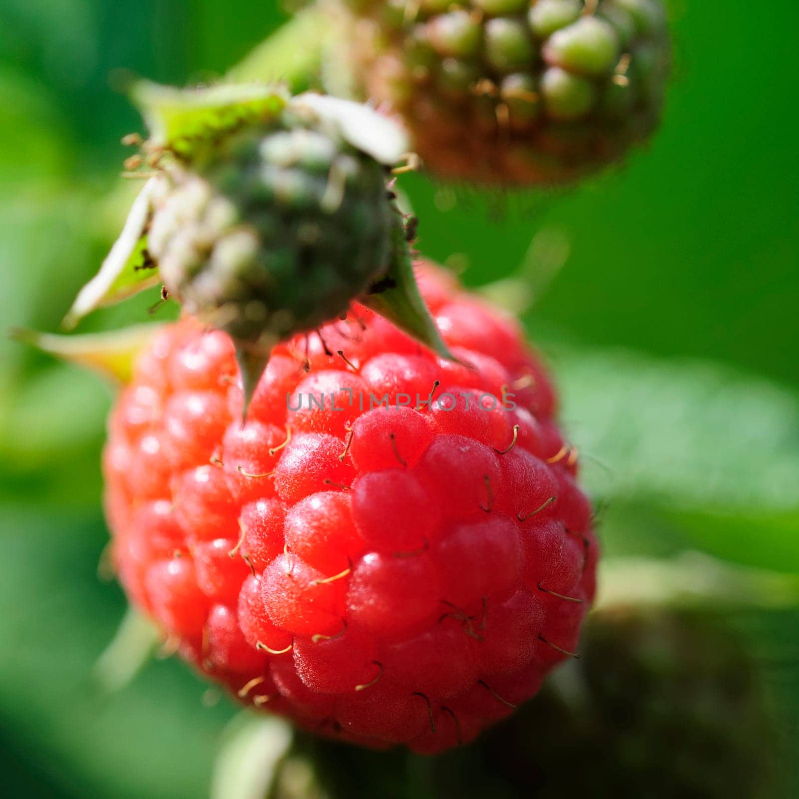 raspberry