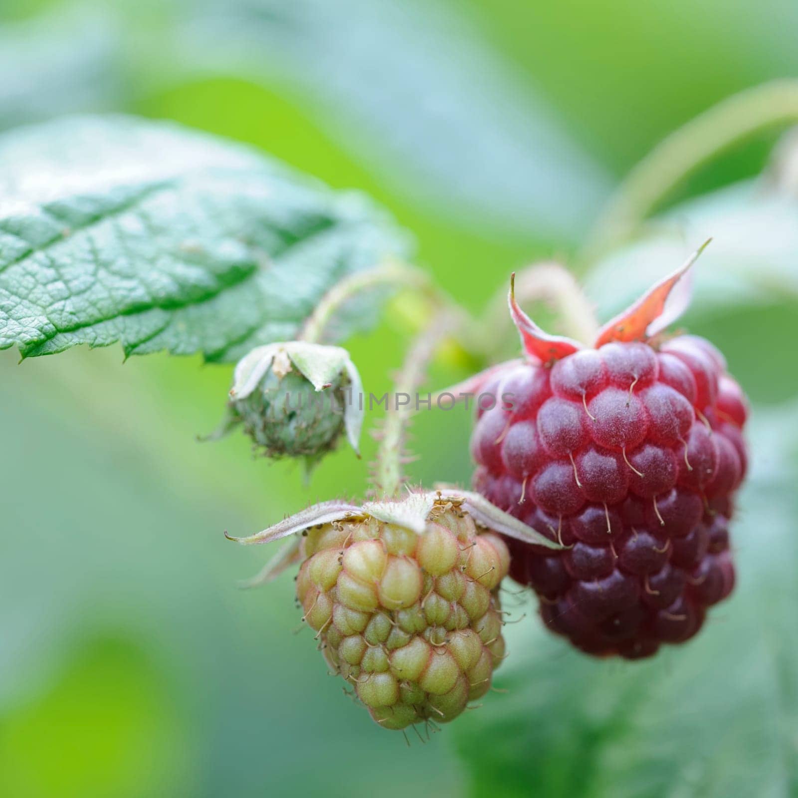 raspberry